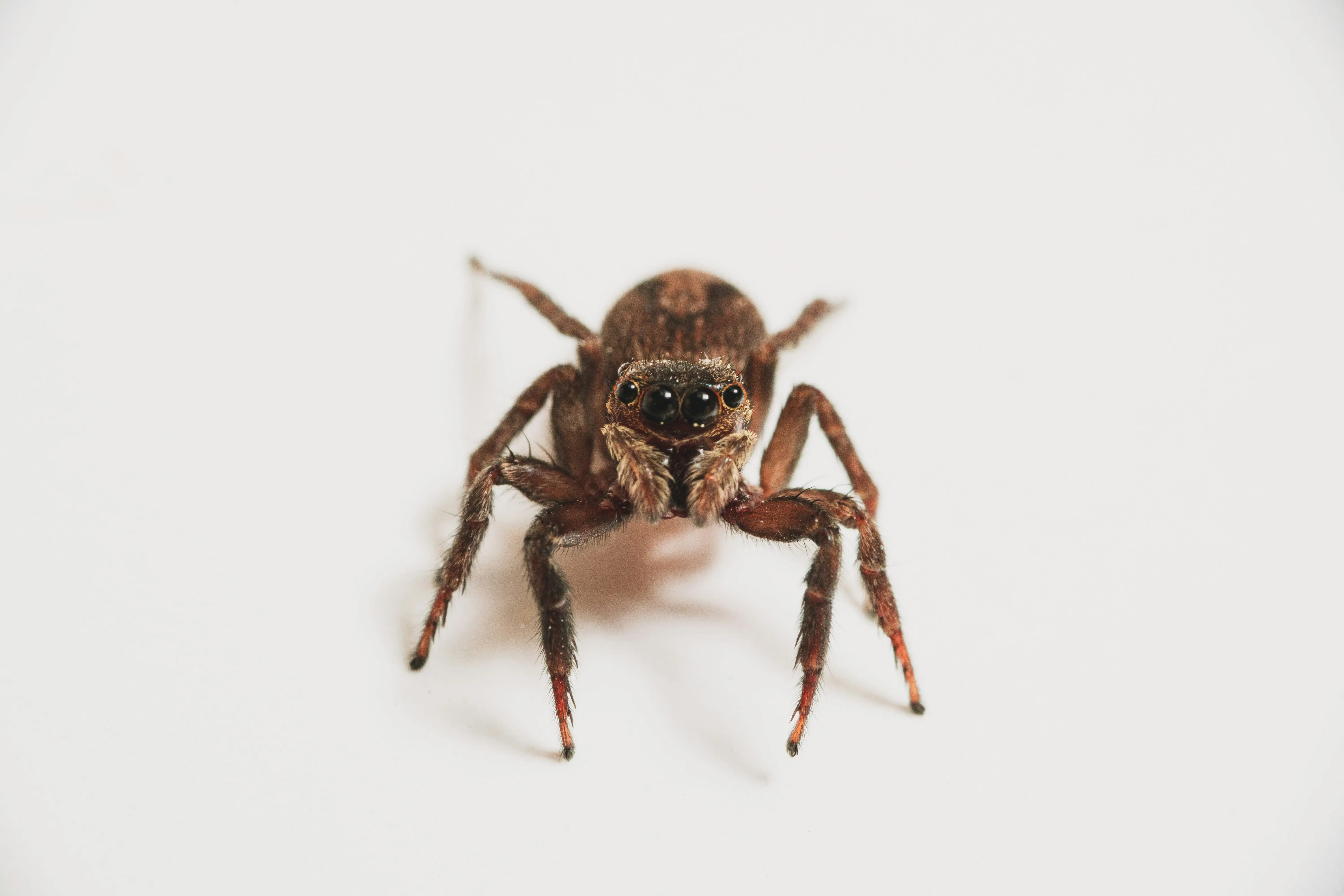Spiders That Look Like Brown Recluse : 5 Critical ID Tips