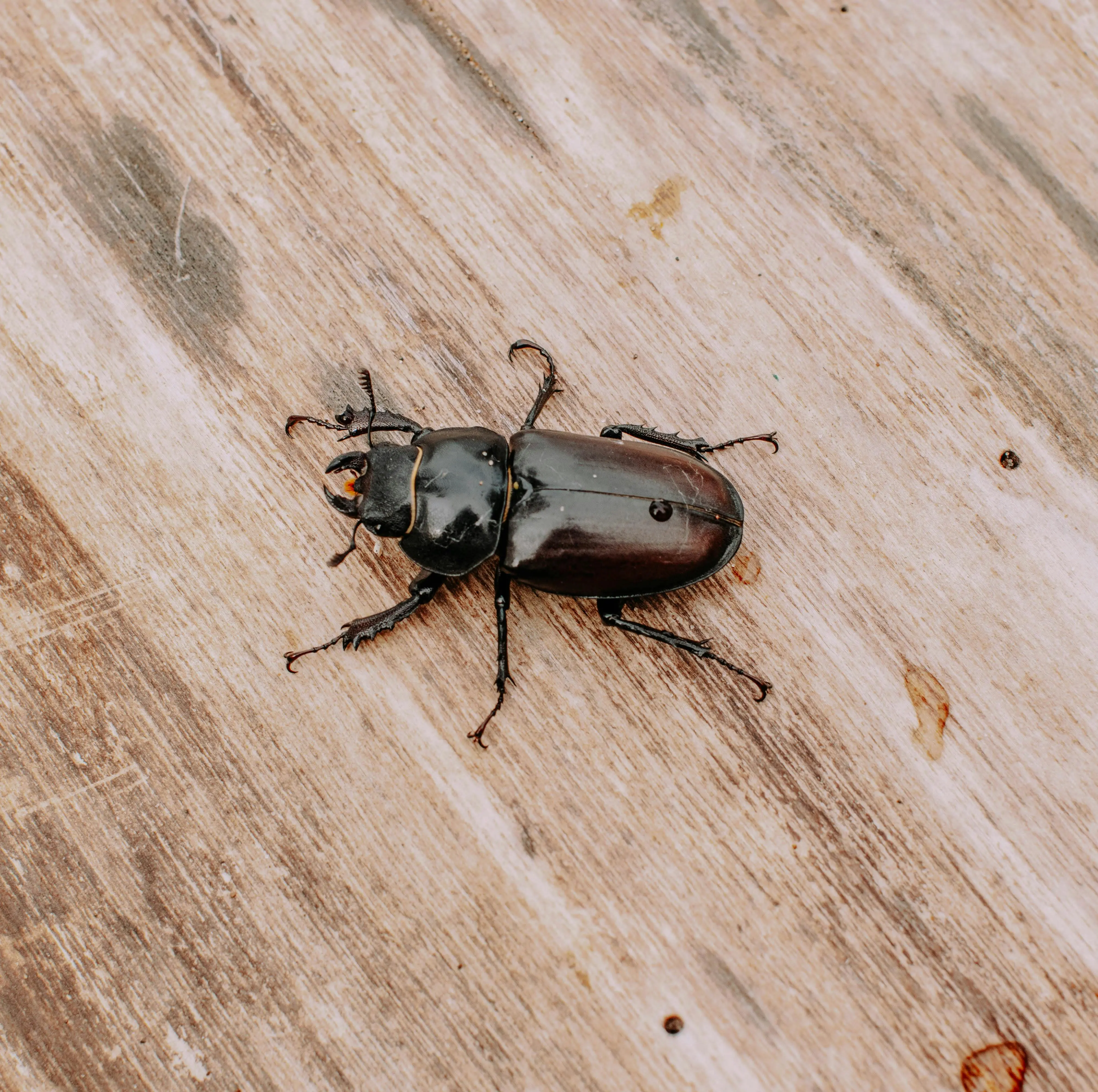 little black bugs Detailed close-up of a beetle resting on a wooden surface, showcasing its intricate features.