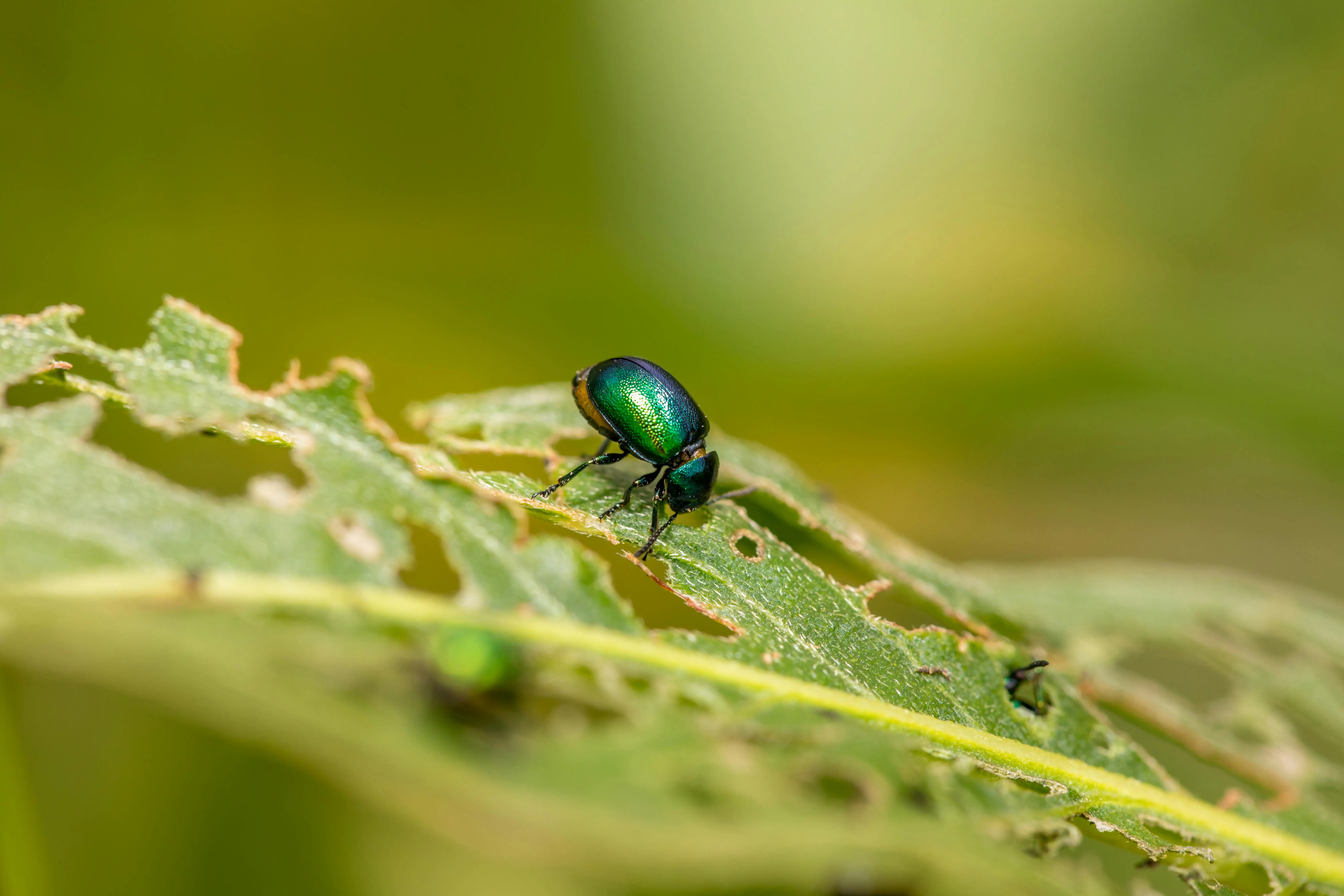 little black bugs in house Macro shot of a vibrant jewel beetle on a leaf in Tewkesbury, England.