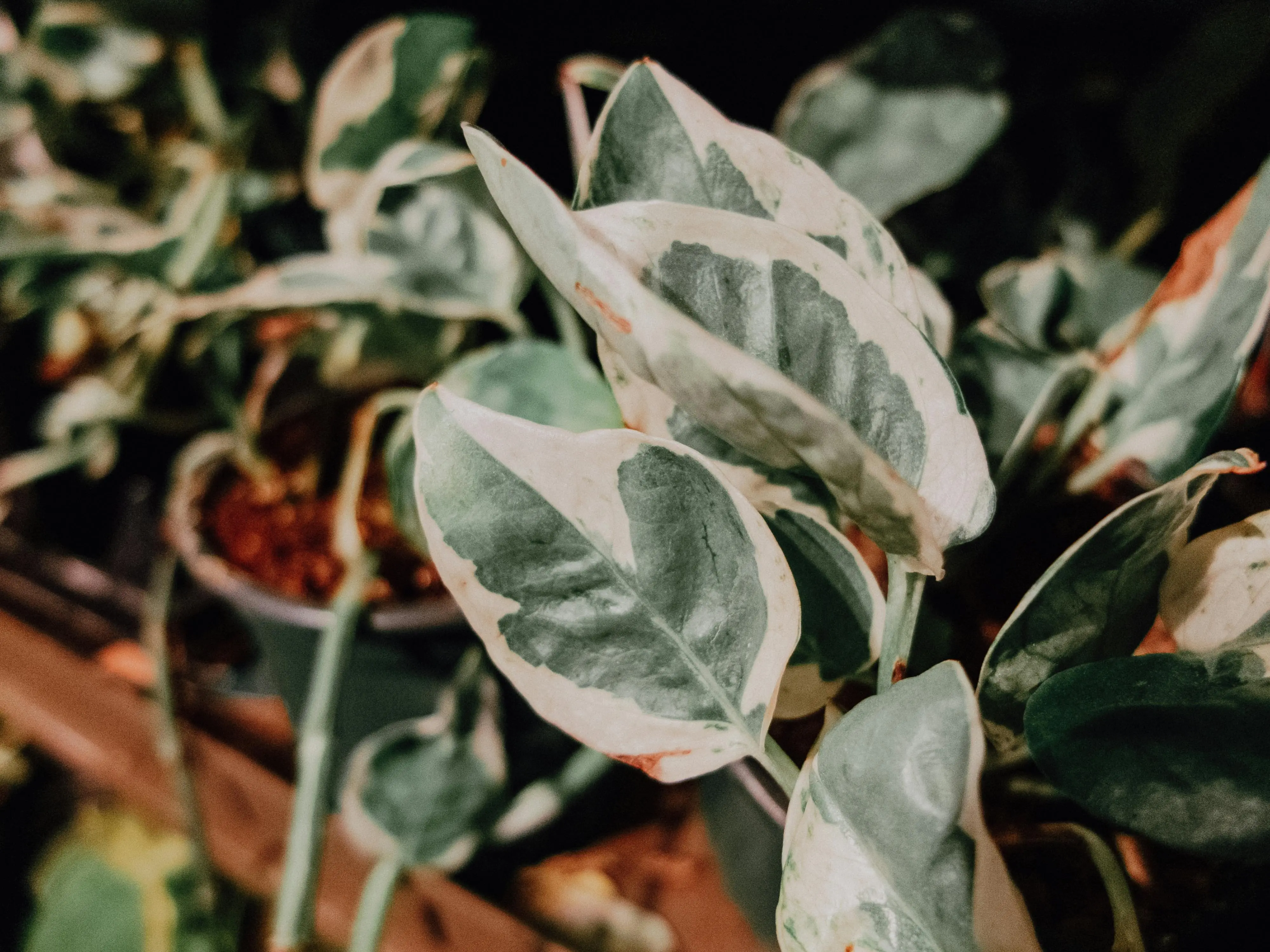 variegated plants Detailed close-up of green variegated leaves on a potted plant highlighting natural growth.