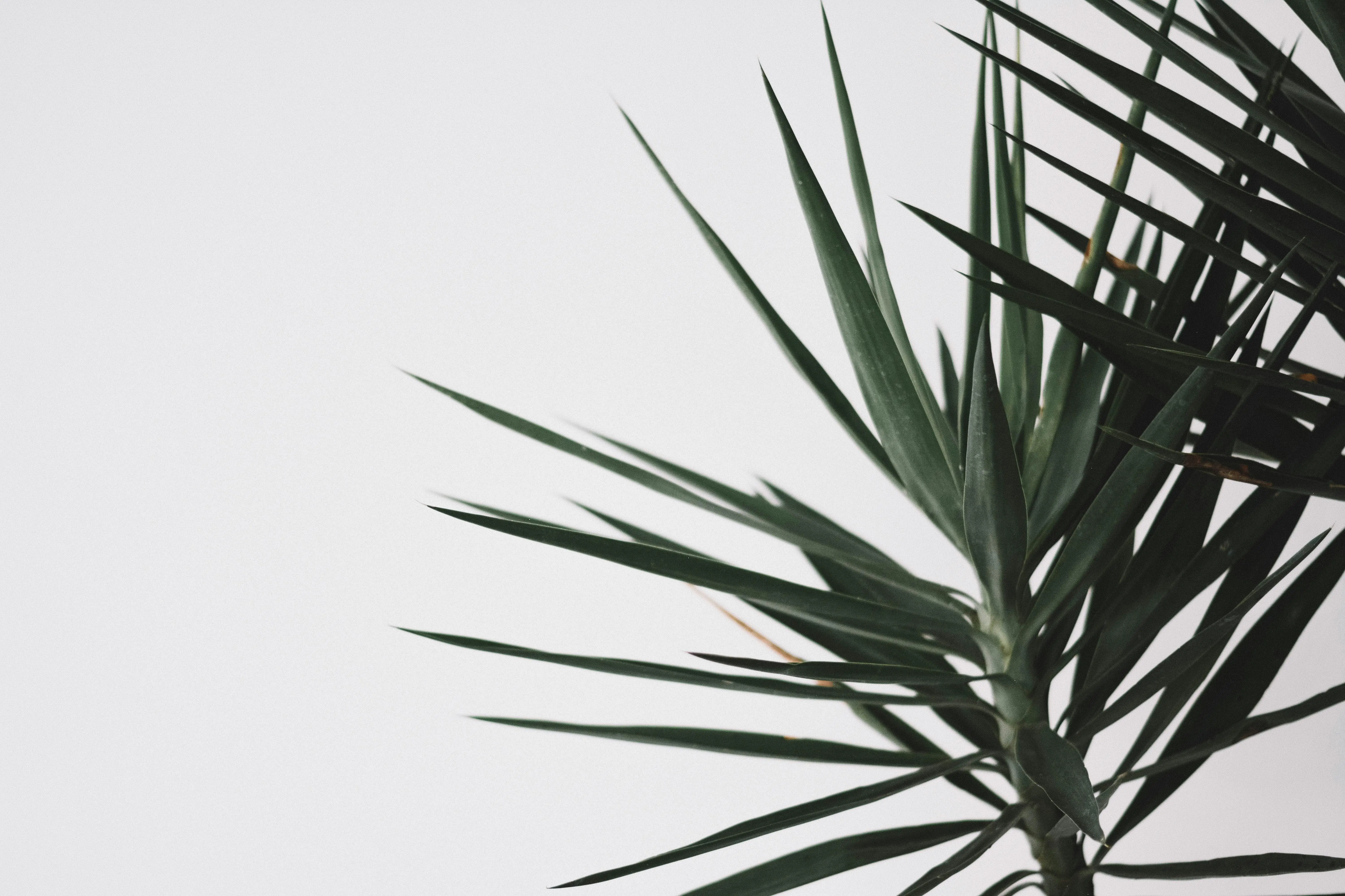 low light plants Elegant yucca plant with sharp green leaves against a clean white backdrop, perfect for minimalist design.