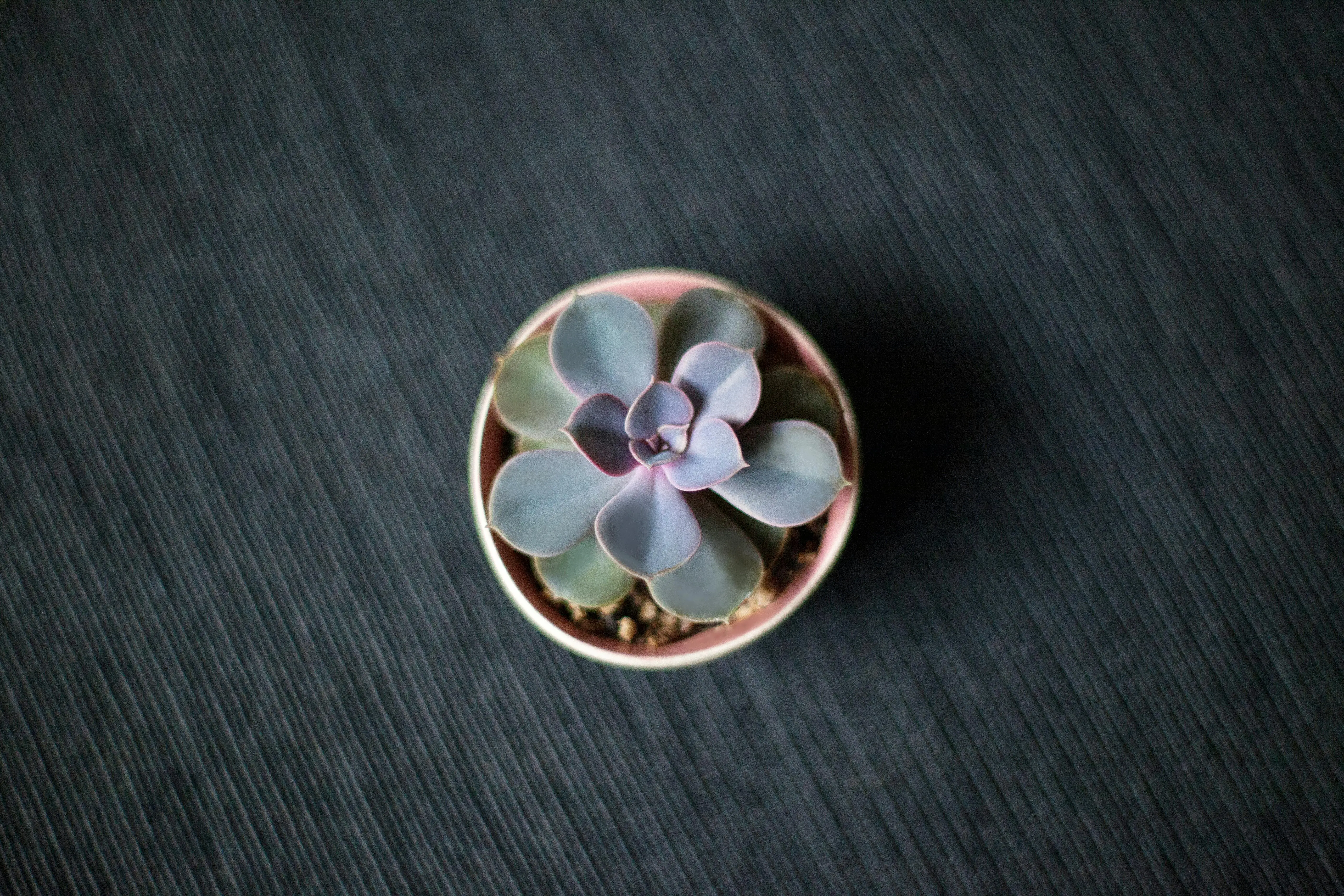 indoor plants minimal light Elegant top view of a purple echeveria succulent in a pink pot on a dark textured surface.