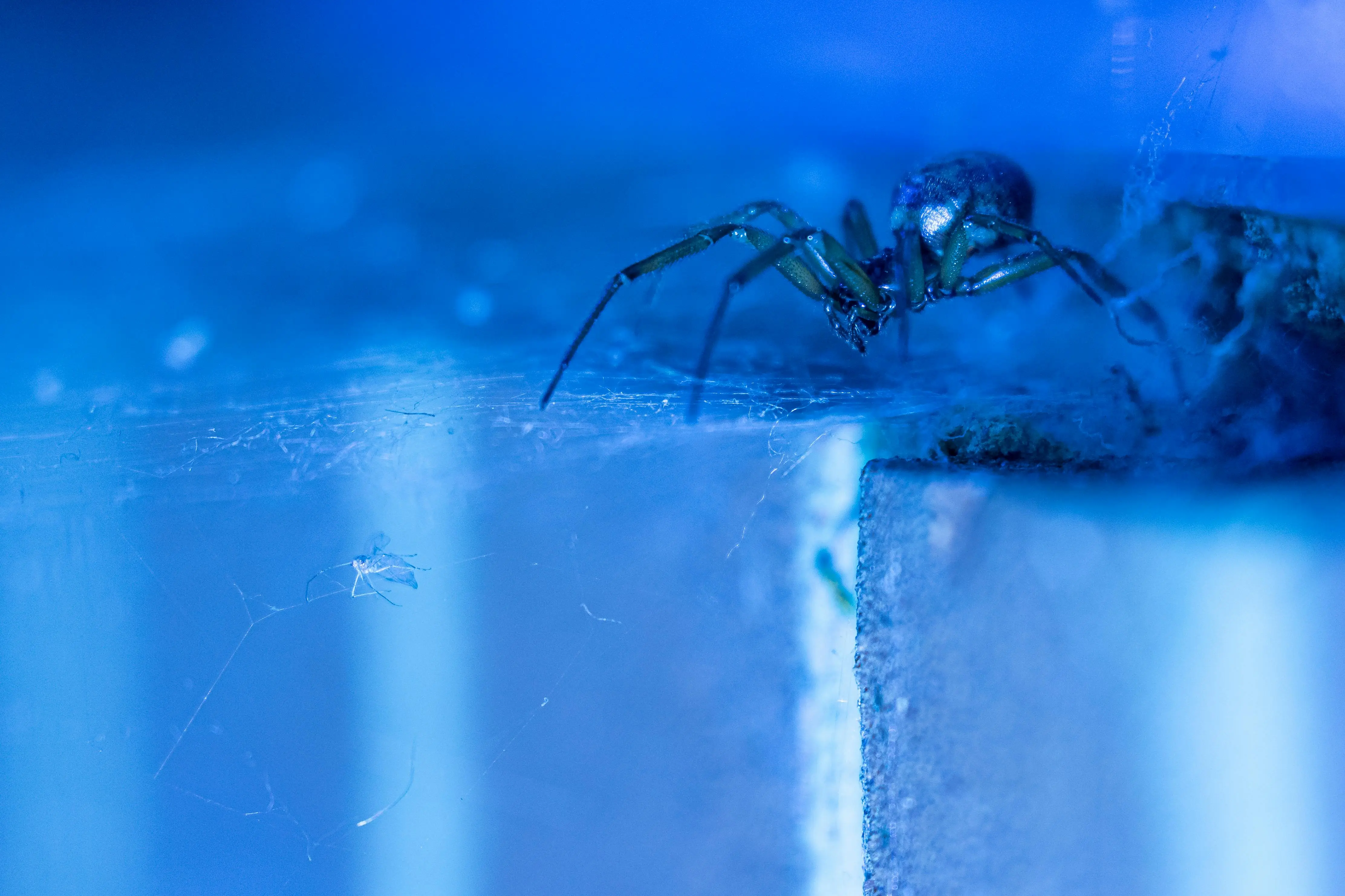 spiders that look like brown recluse Close-up of a false widow spider capturing prey in a web. Rich blue tones and macro details.