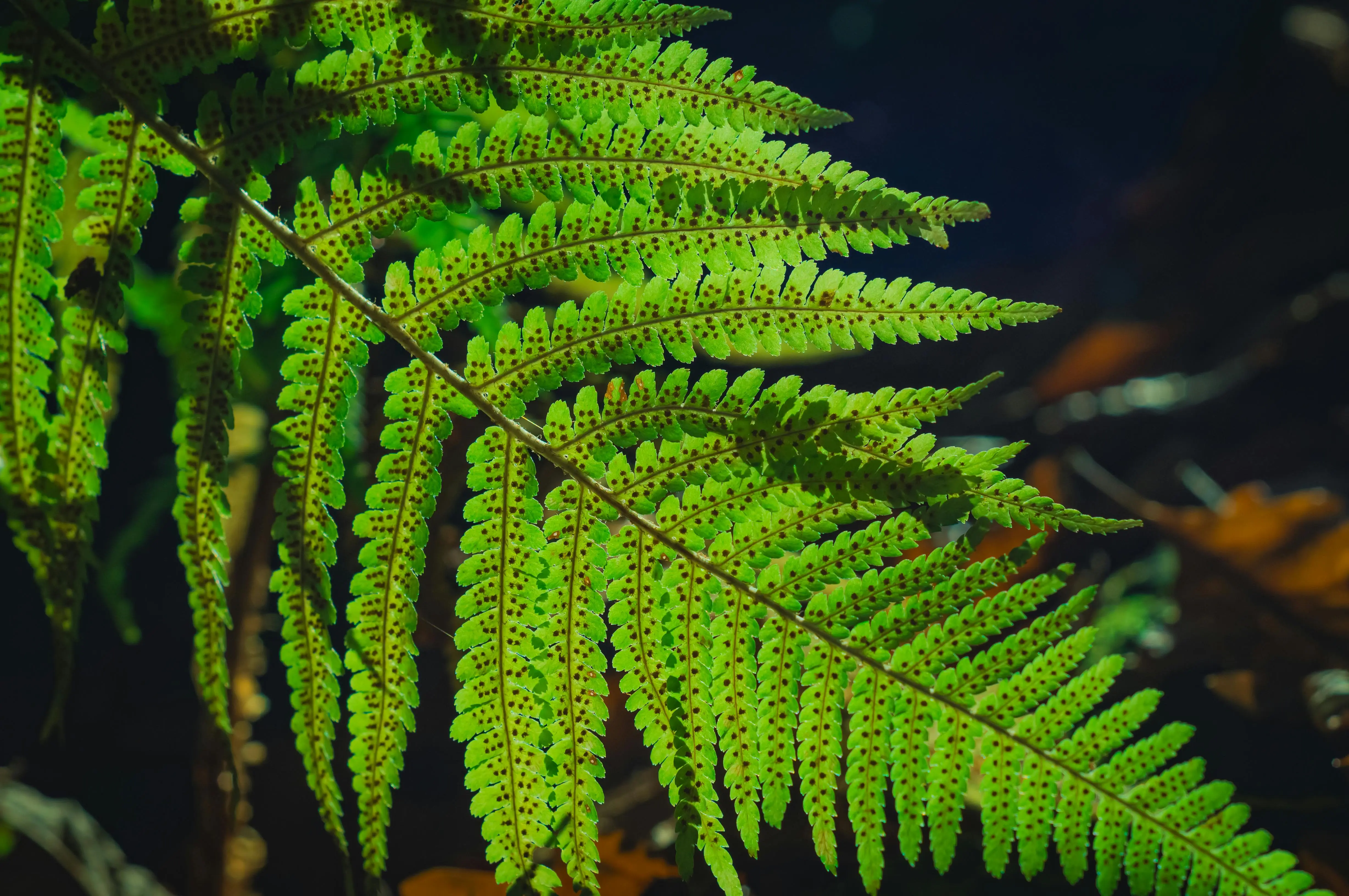 low light plants Detailed view of a vibrant green fern leaf with spores, highlighting its natural texture.