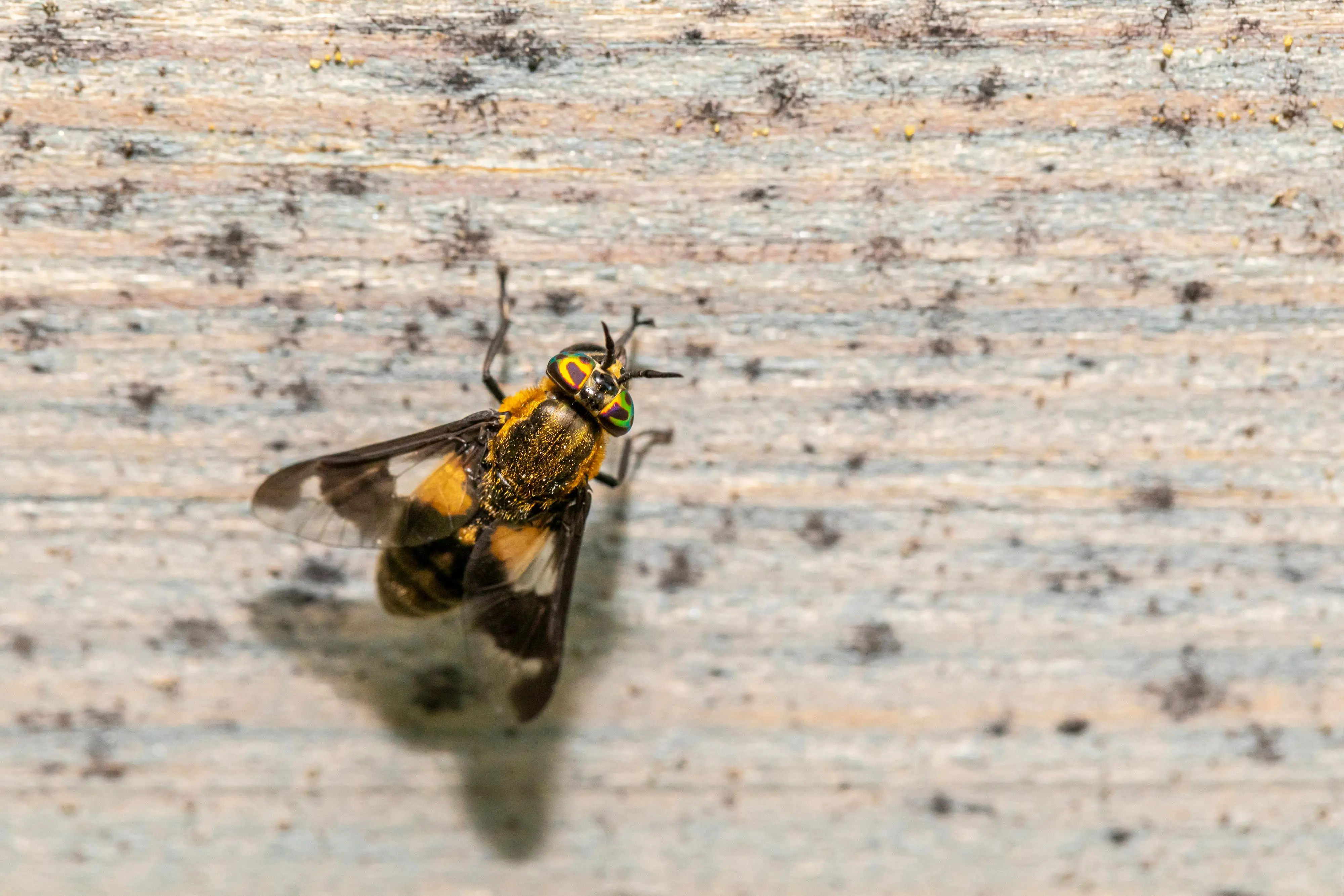 flying bugs that look like termites Detailed close-up of a Chrysops caecutiens resting on a textured wooden surface.