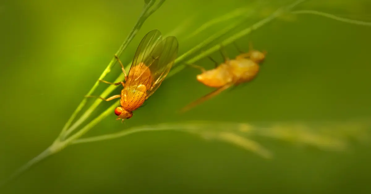 flying bugs that look like termites