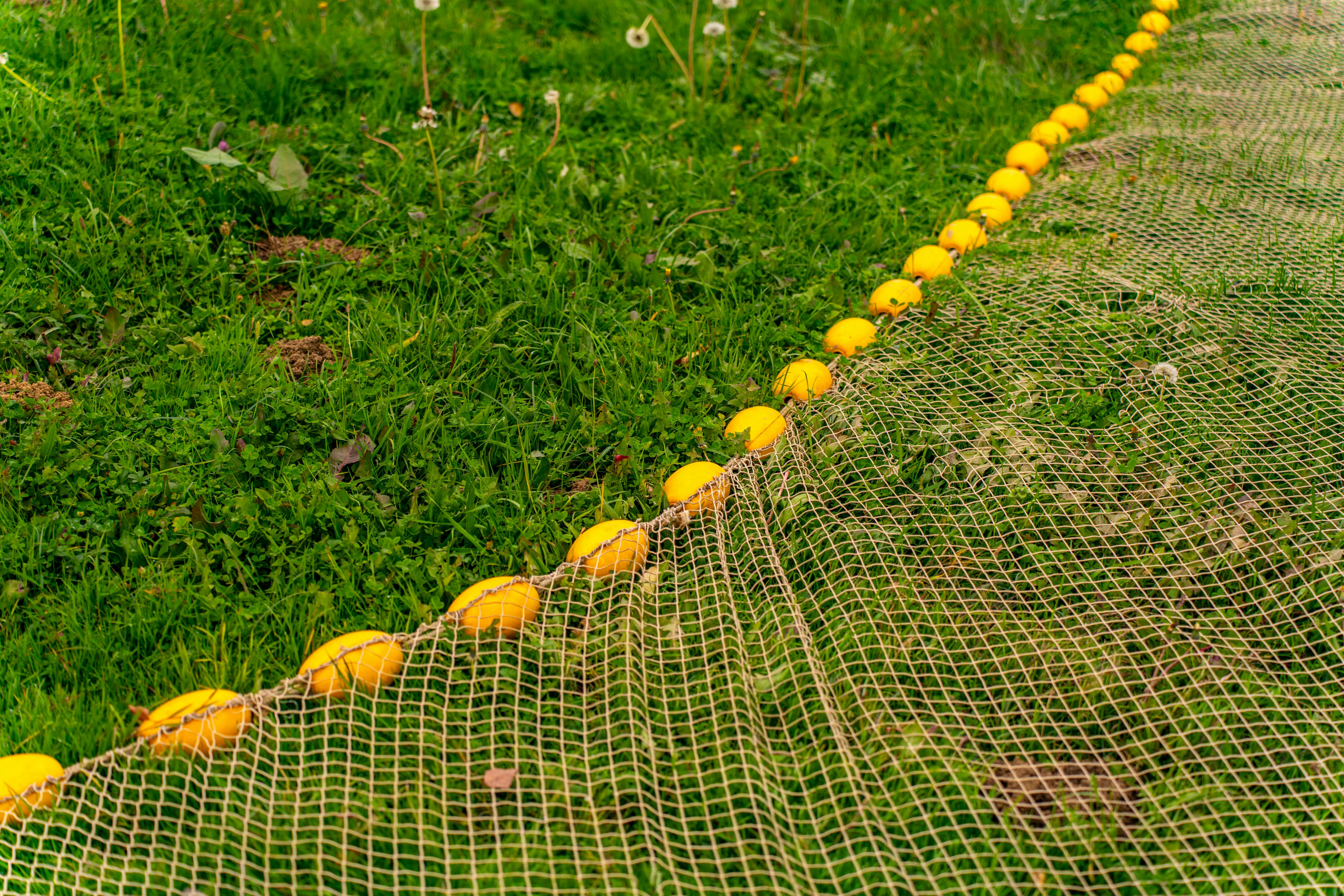 tiny green flying bugs Close-up of a fishing net with yellow floats on a lush green grassy field in Garešnica, Croatia.