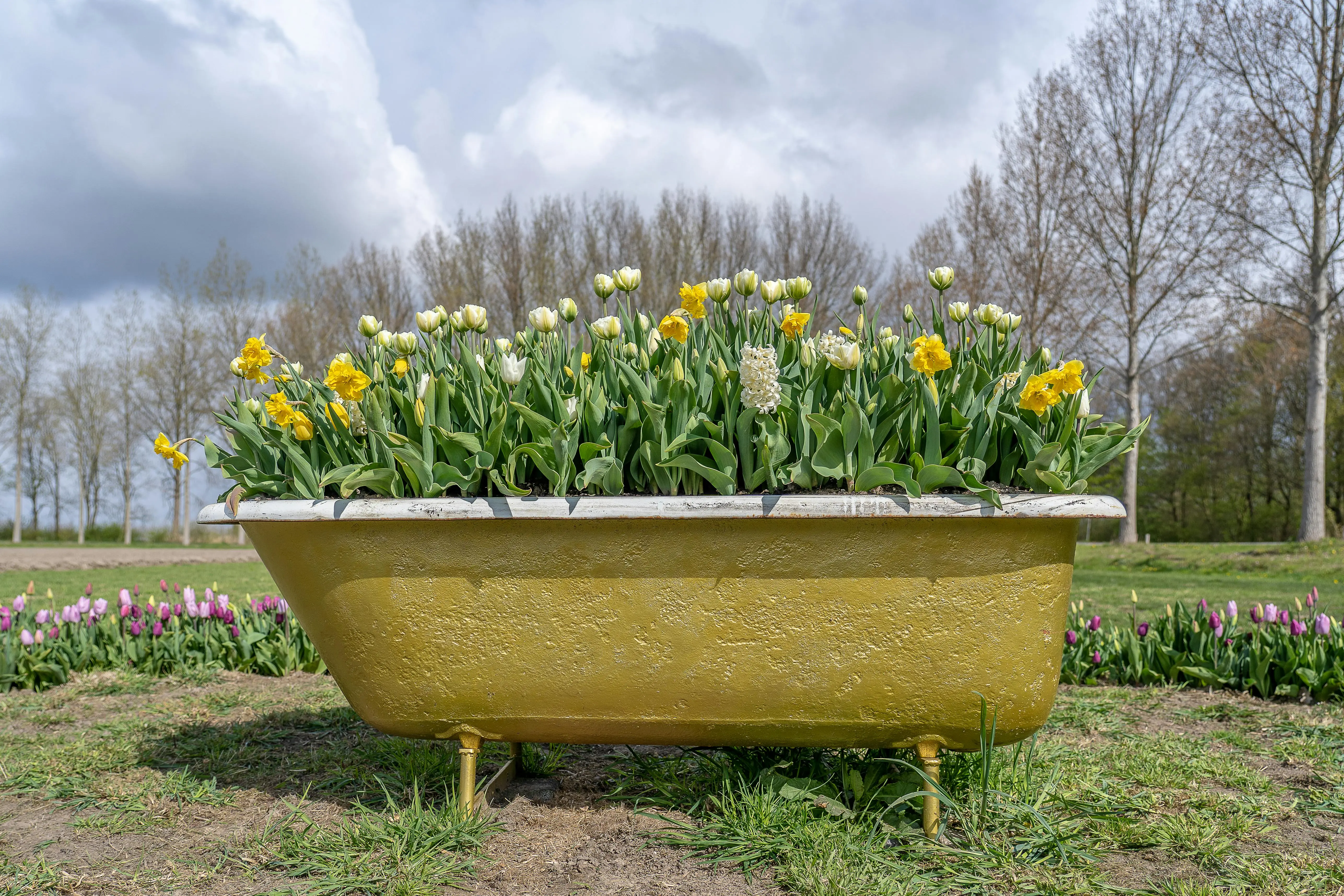 garden tubs Yellow and white tulips bloom in a vintage bathtub outdoors in a scenic spring garden.