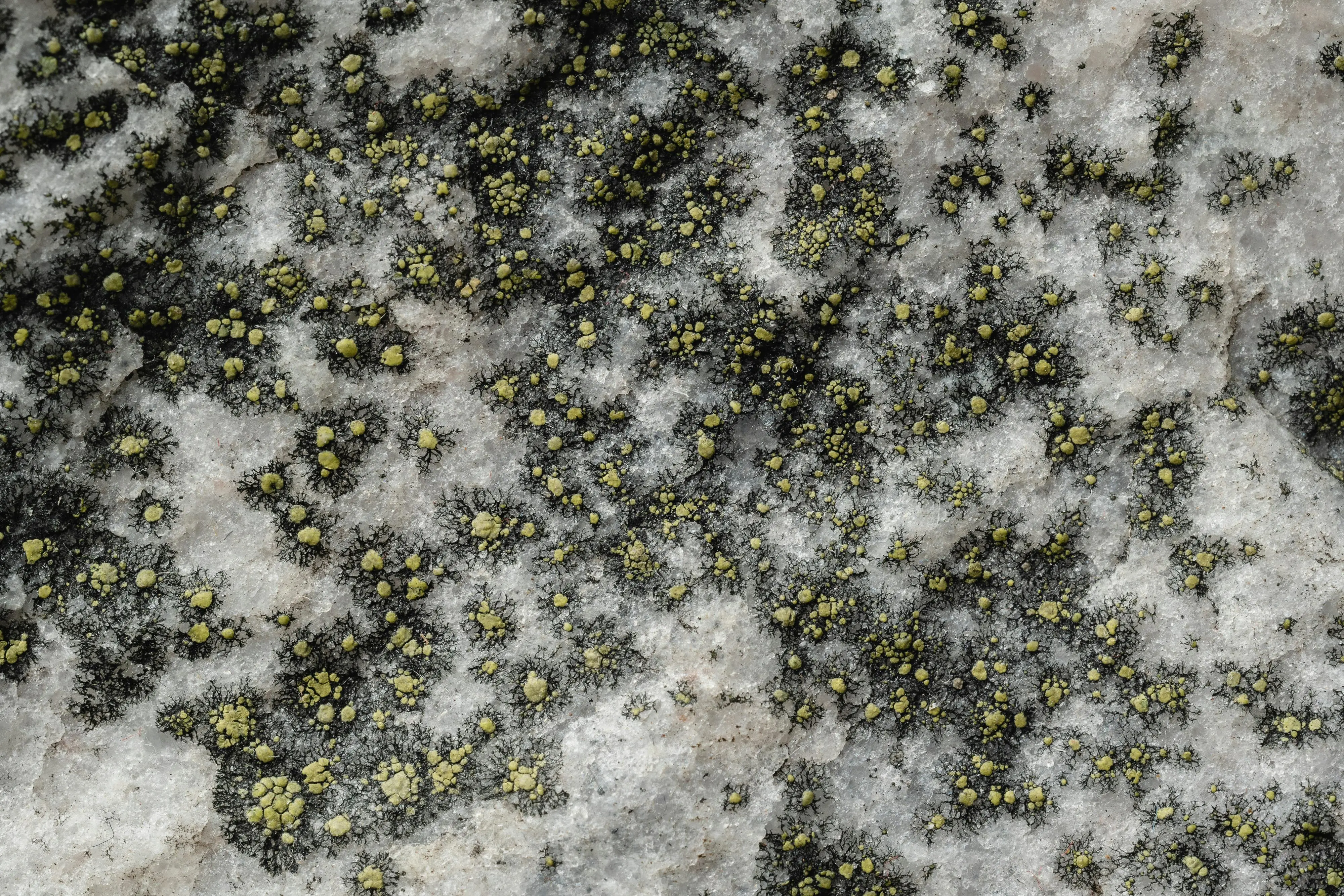 white granite colors Detailed view of yellow-green lichen growing on a gray rocky surface.
