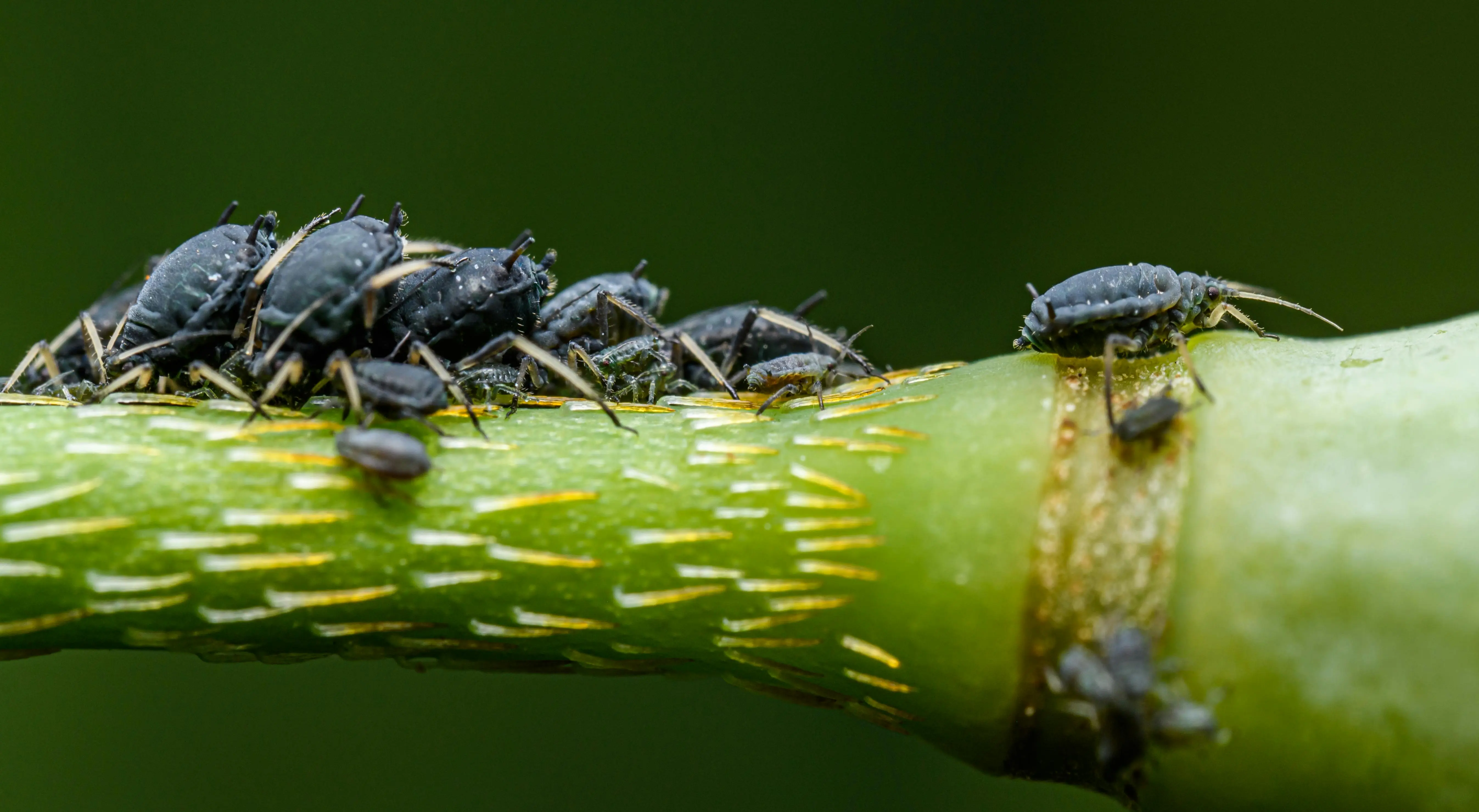 tiny green flying bugs Macro shot of a group of aphids on a plant stem, showing detailed texture and natural setting.