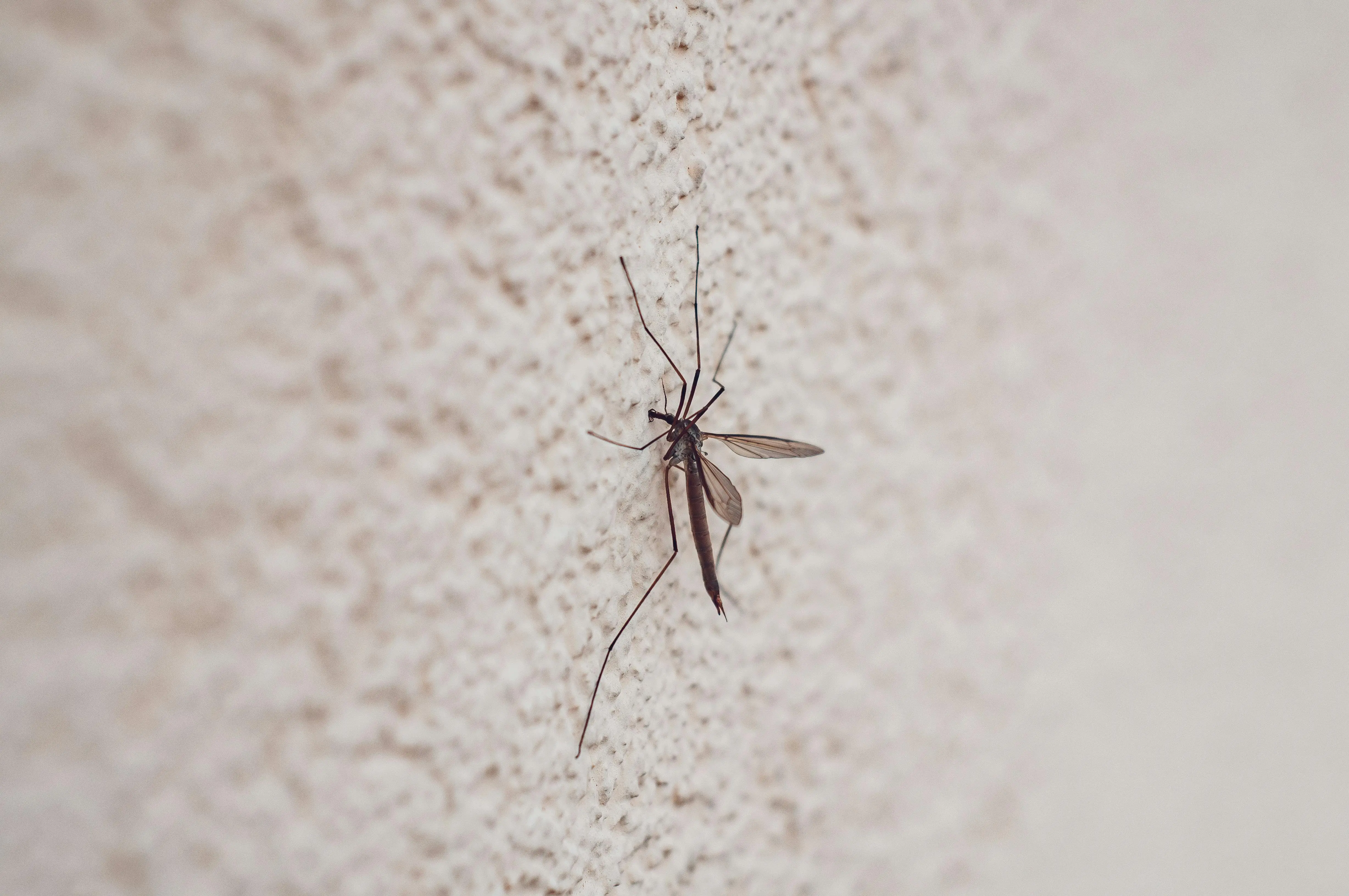 little black bugs in house Detailed image of a mosquito perched on a wall with a textured surface, highlighting wing and body detail.