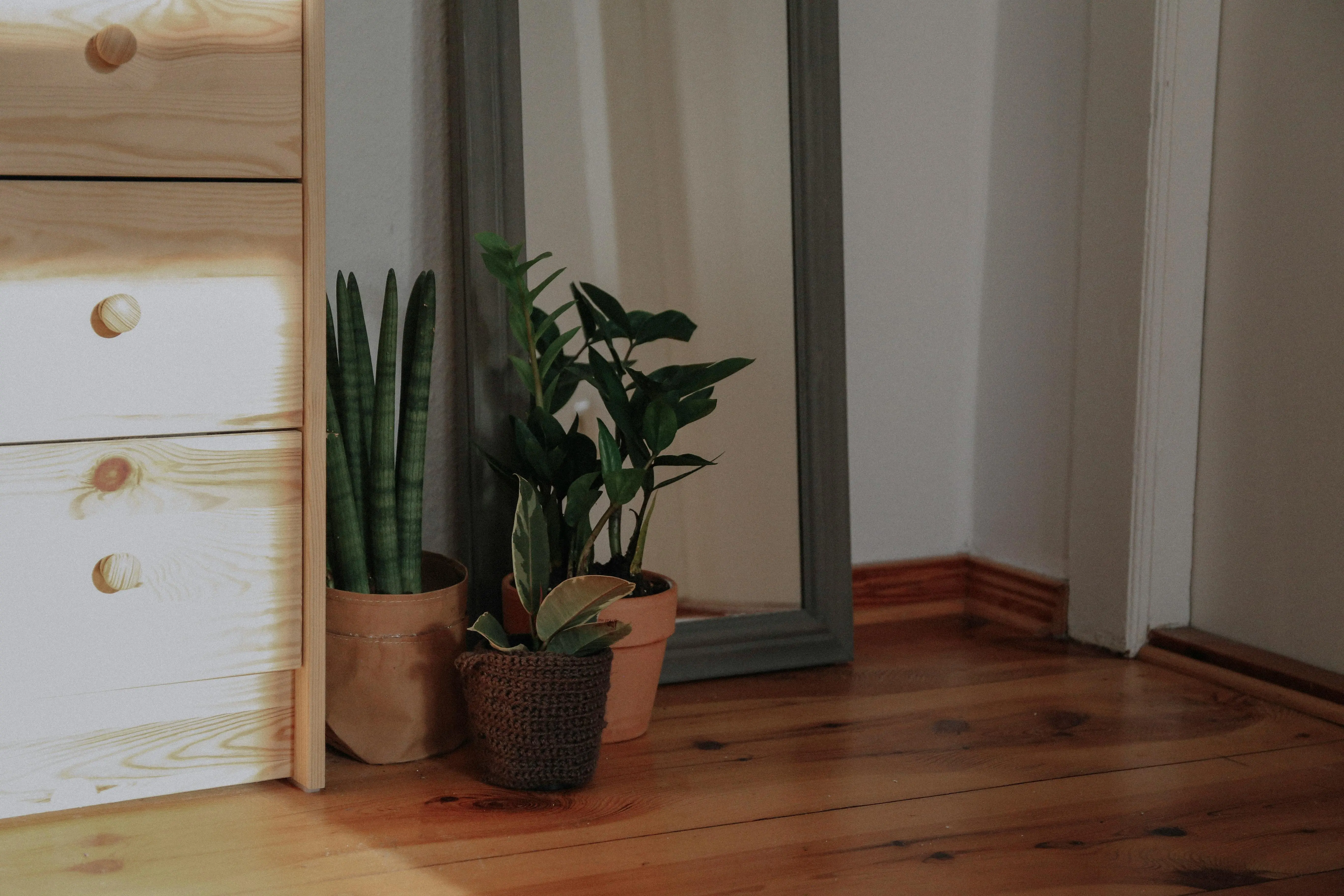 plants that don't require sunlight A calm indoor corner featuring potted plants, a mirror, and a wooden cabinet.