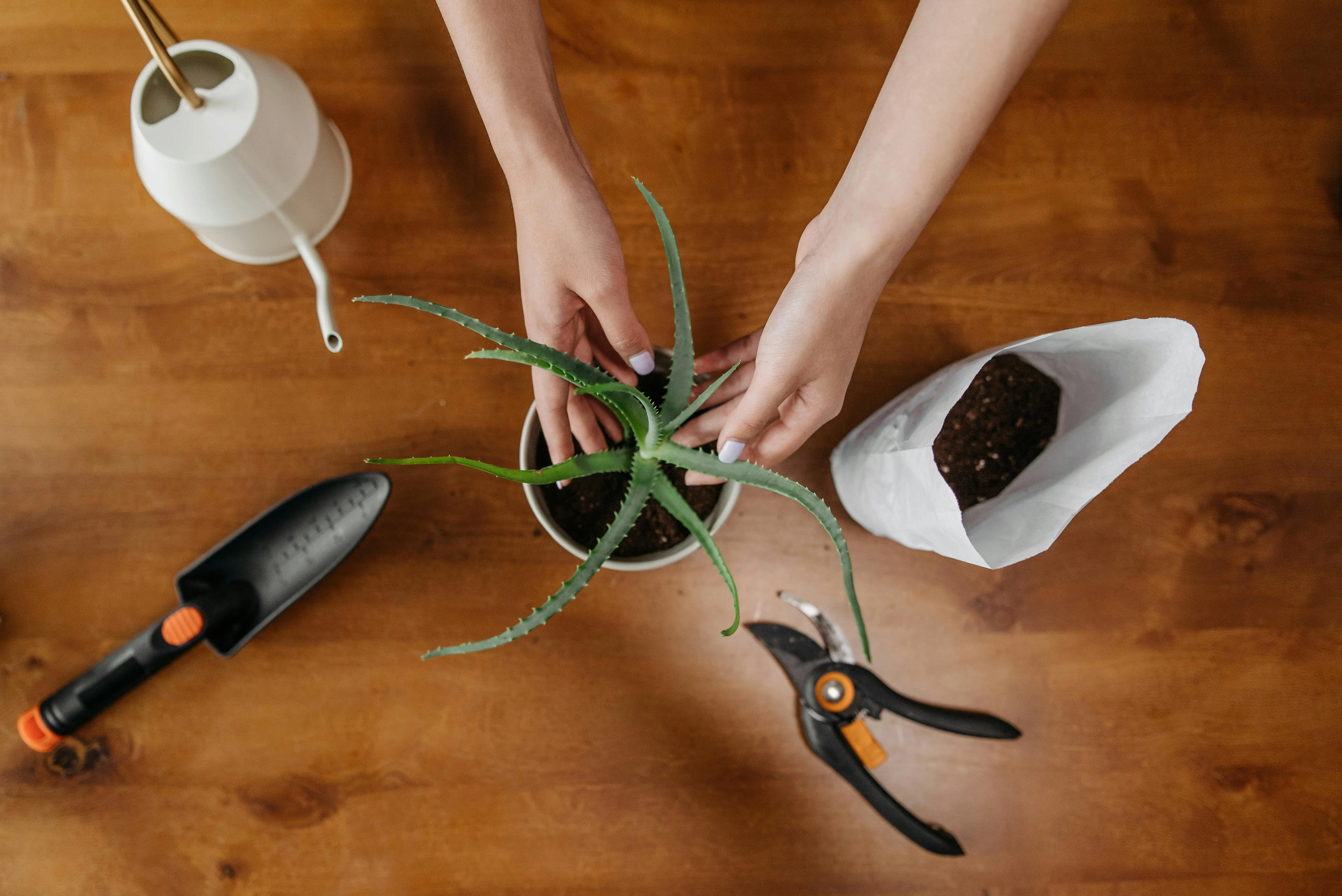 recommended office plants A woman carefully transplants an aloe vera plant on a wooden floor with gardening tools.