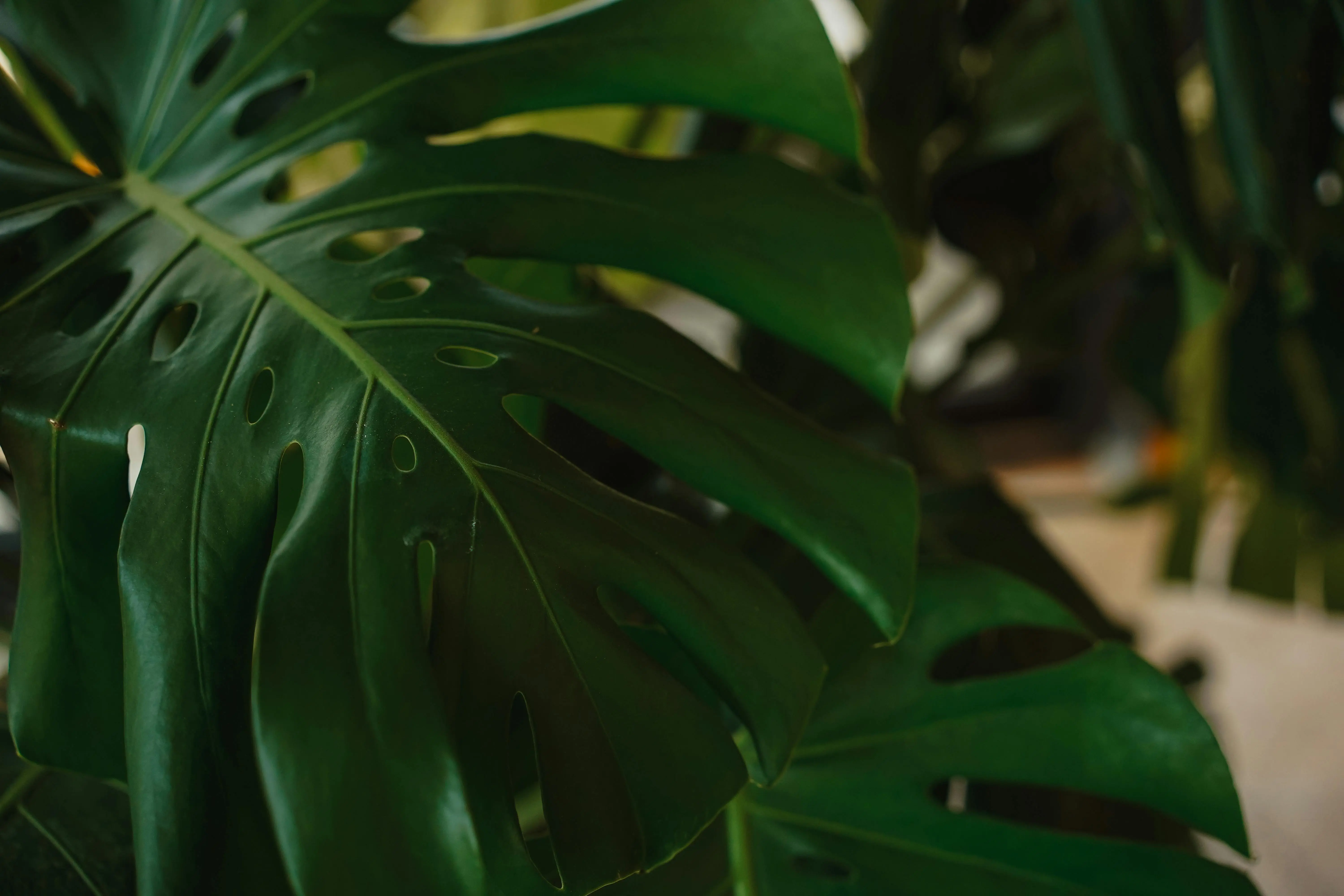 large indoor plants Explore the intricate details of a vibrant Monstera leaf in this indoor botanical shot.