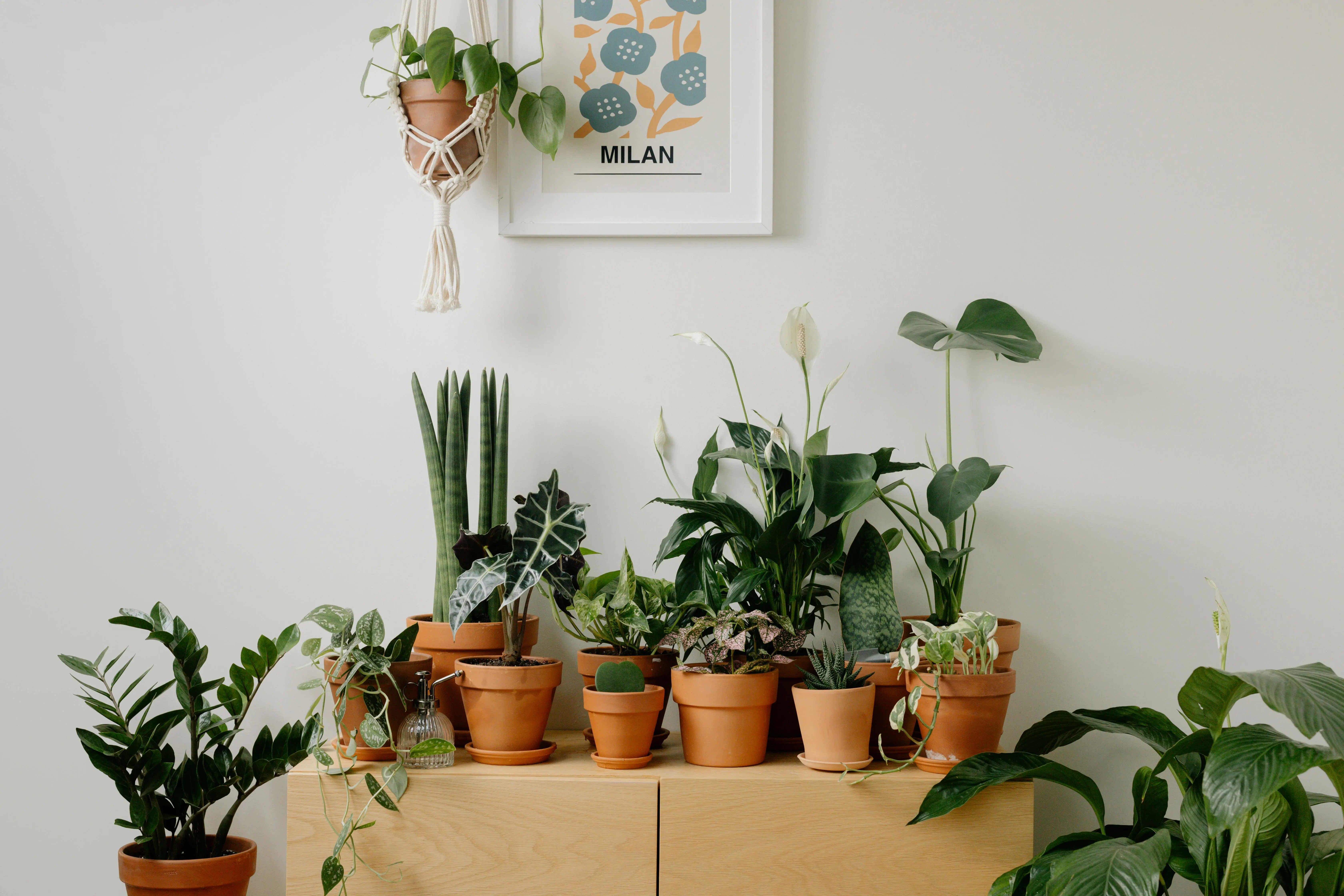 large indoor plants A variety of houseplants elegantly arranged in clay pots, creating a lush indoor green space.