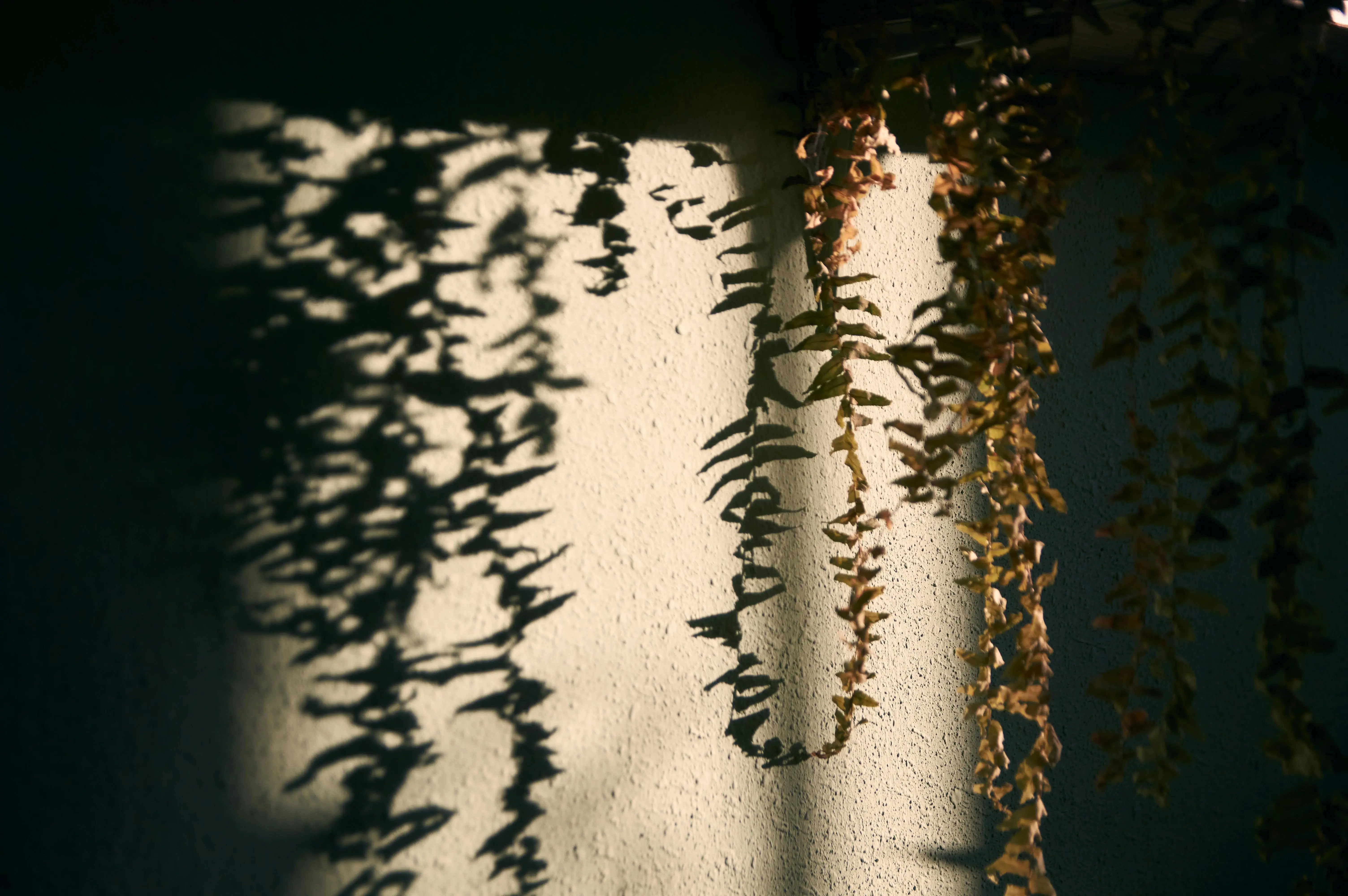 low light plants Artistic shadow patterns from hanging plants cast on a textured wall.
