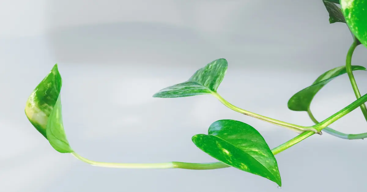 indoor plants minimal light