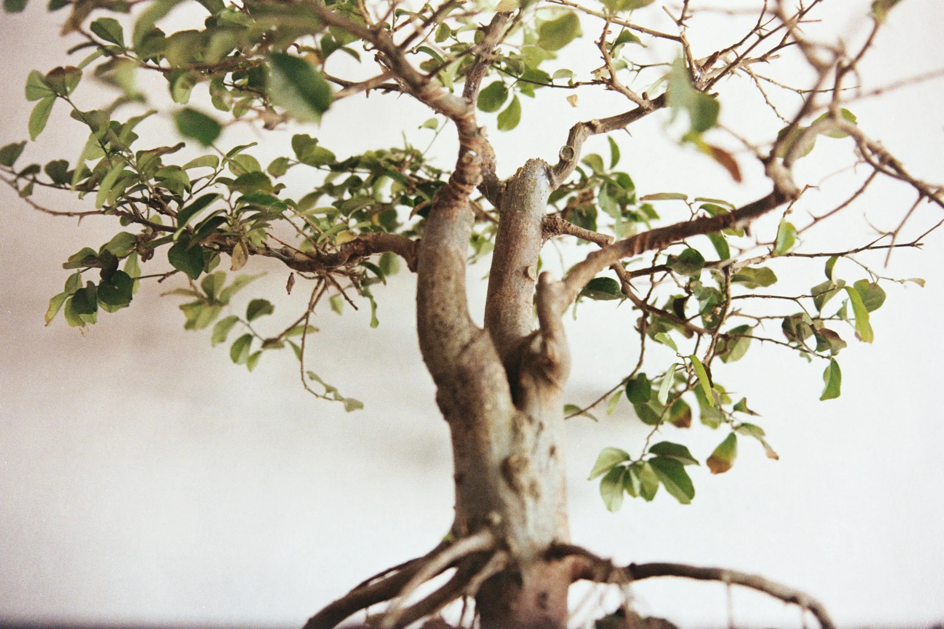 low light indoor trees Detailed close-up of a bonsai tree showcasing branches and leaves, set against a minimalist white backdrop.