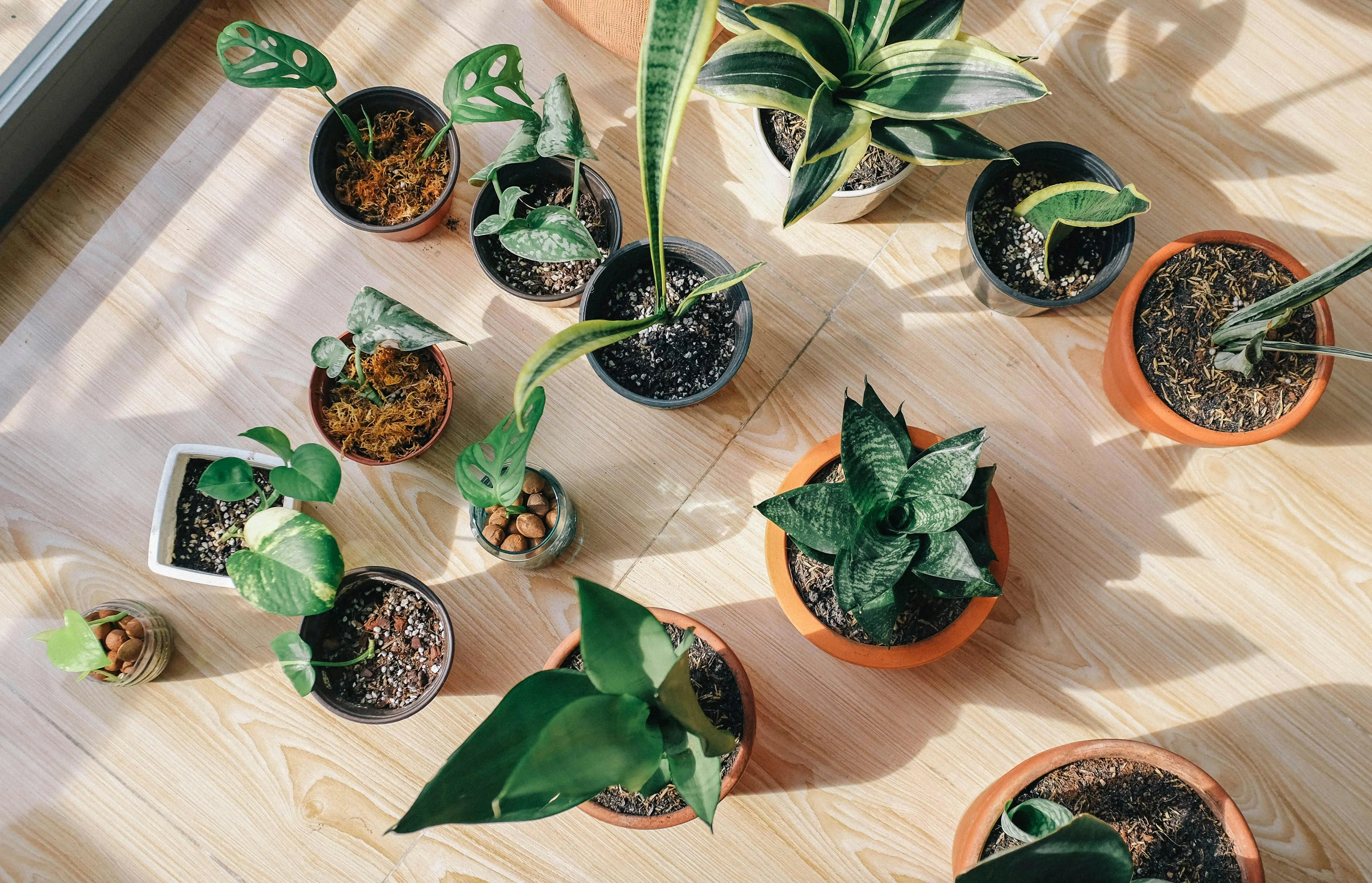 low light indoor trees A top view of various potted indoor plants on a sunlit wooden floor showcasing greenery and home decor.