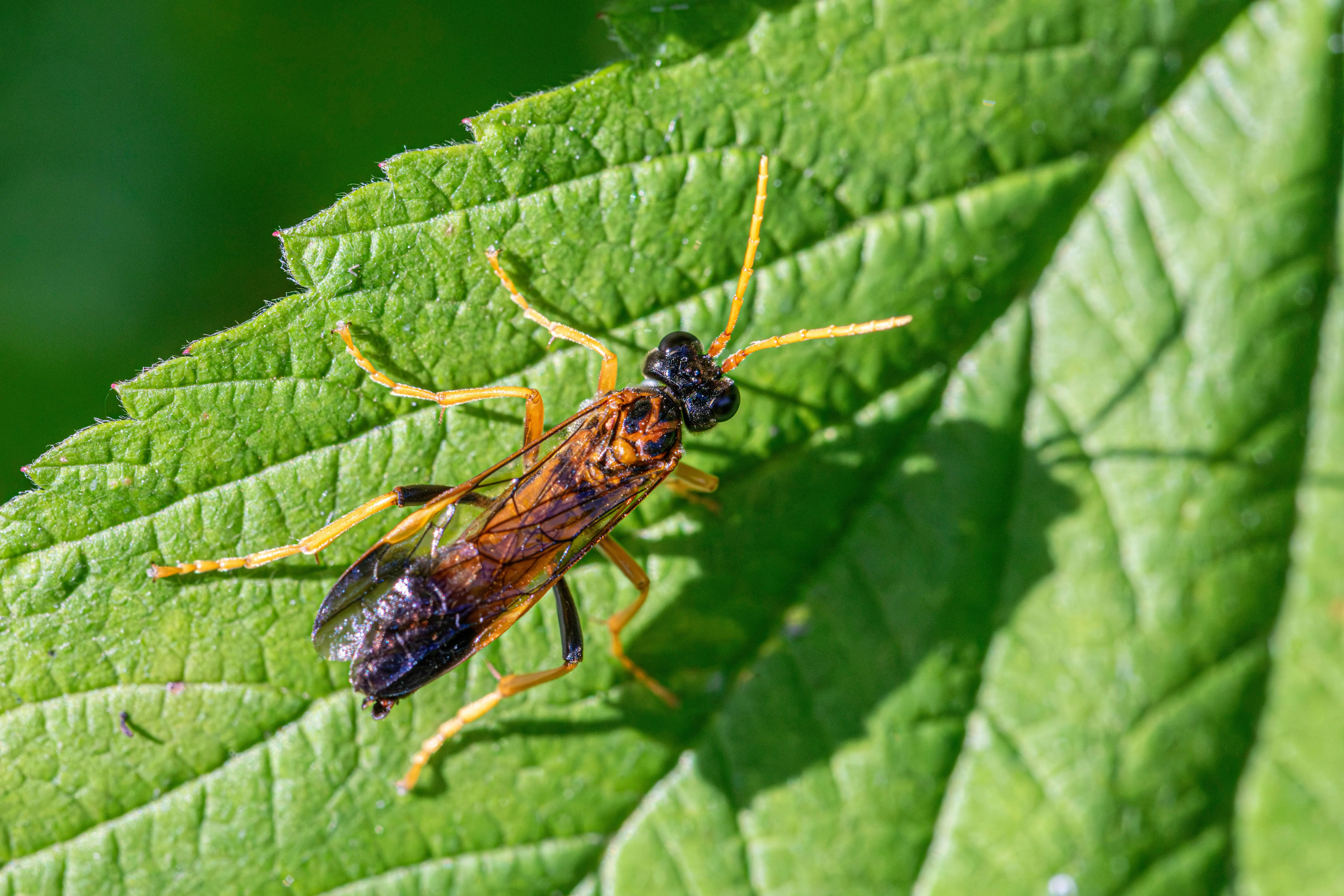 flying bugs that look like termites Detailed image of a Figwort Sawfly on a green leaf in daylight.