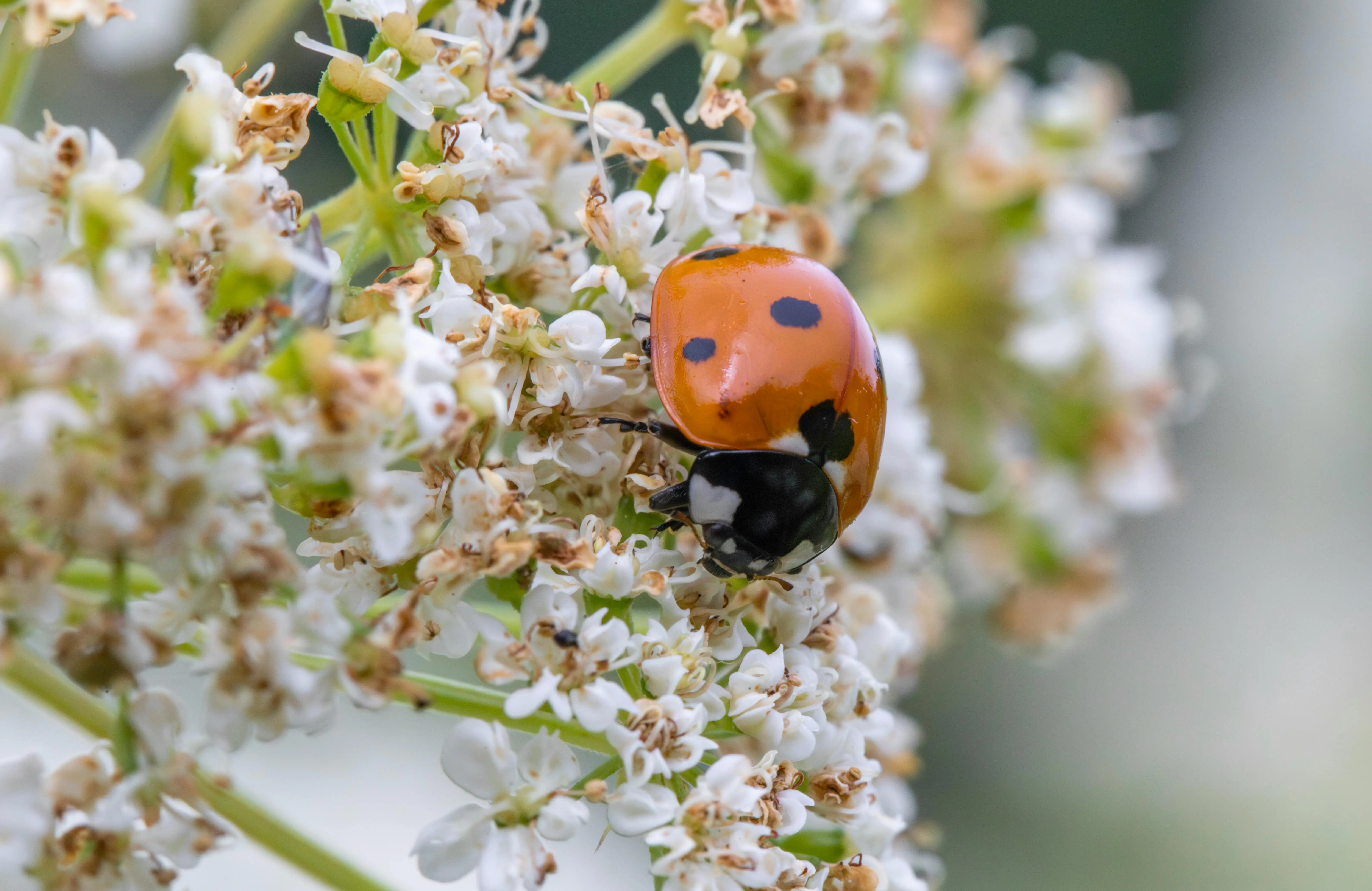 tiny green flying bugs Close-up of a seven-spotted ladybug on delicate white flowers in a garden setting.