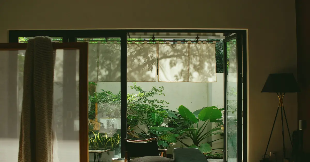 large indoor plants