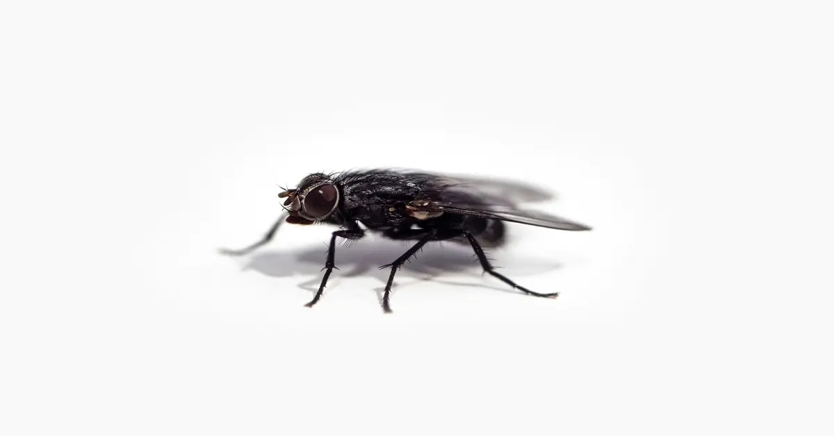 little black beetles in house