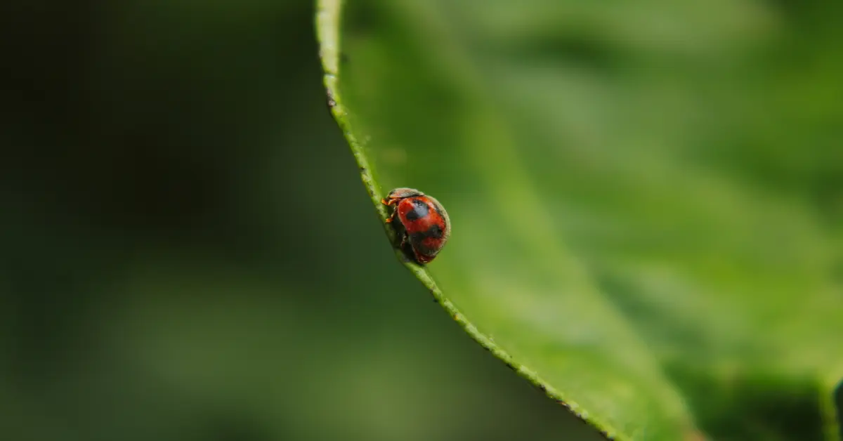 little black bugs