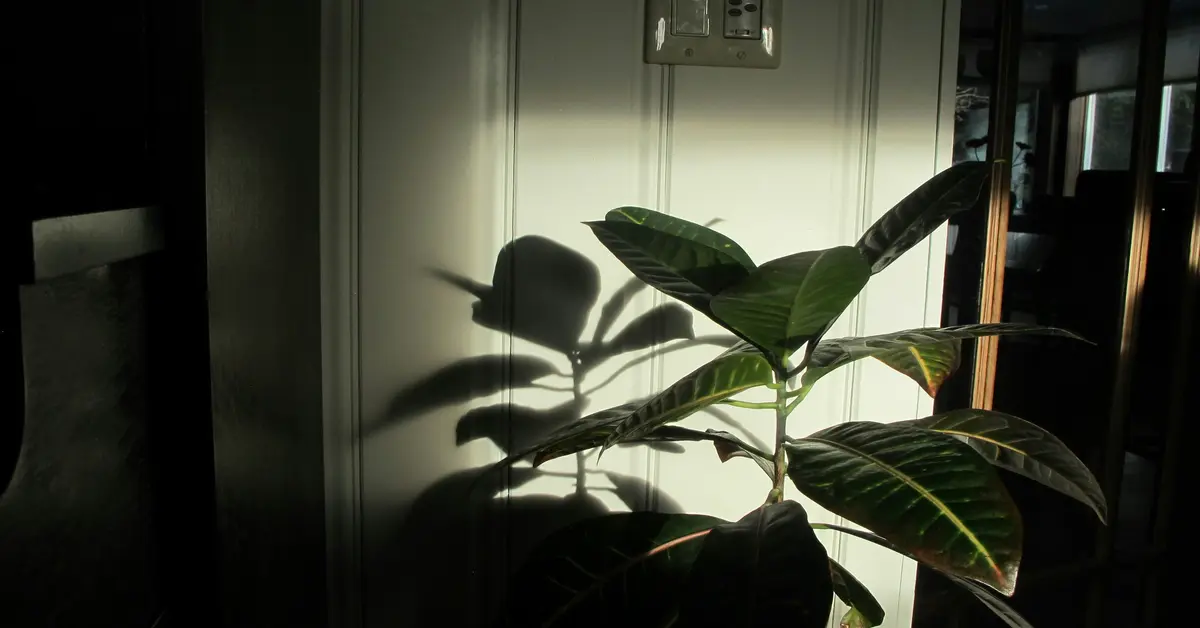 low light indoor trees