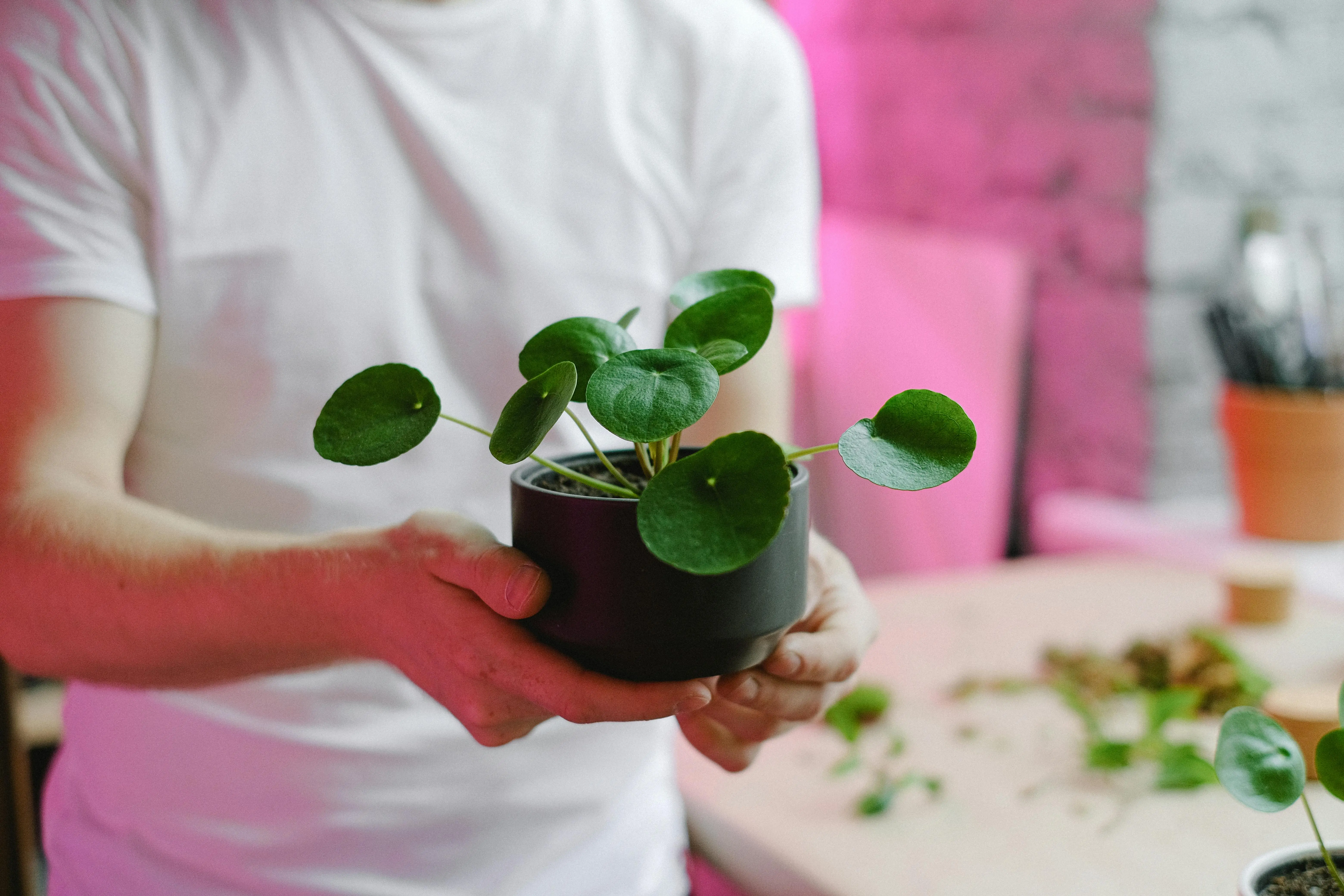 indoor plants minimal light Close-up of a person holding a Pilea plant in an indoor setting with pink lighting.