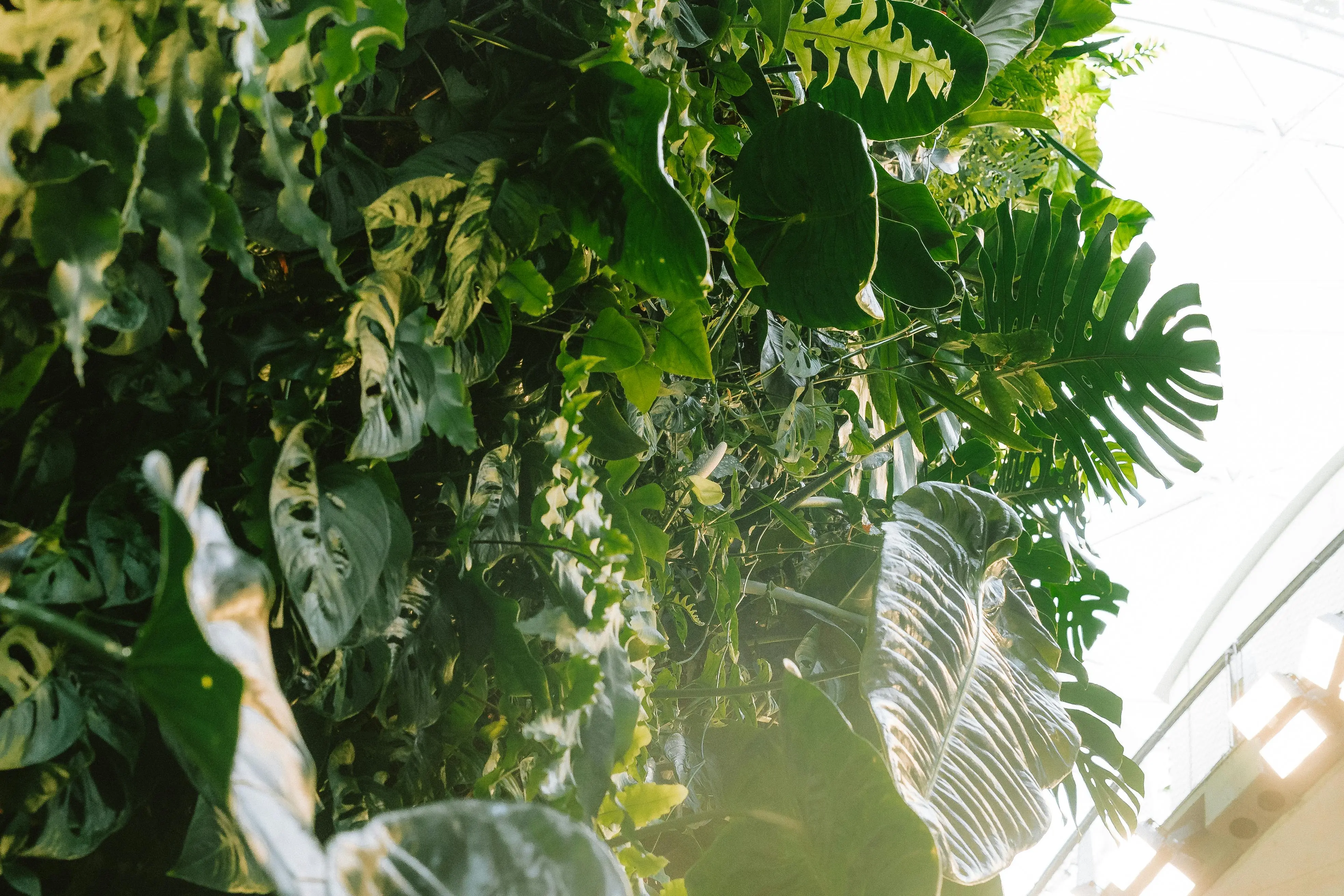 plants that don't require sunlight Vibrant tropical plants inside Seattle's iconic Amazon Spheres, showcasing lush foliage.