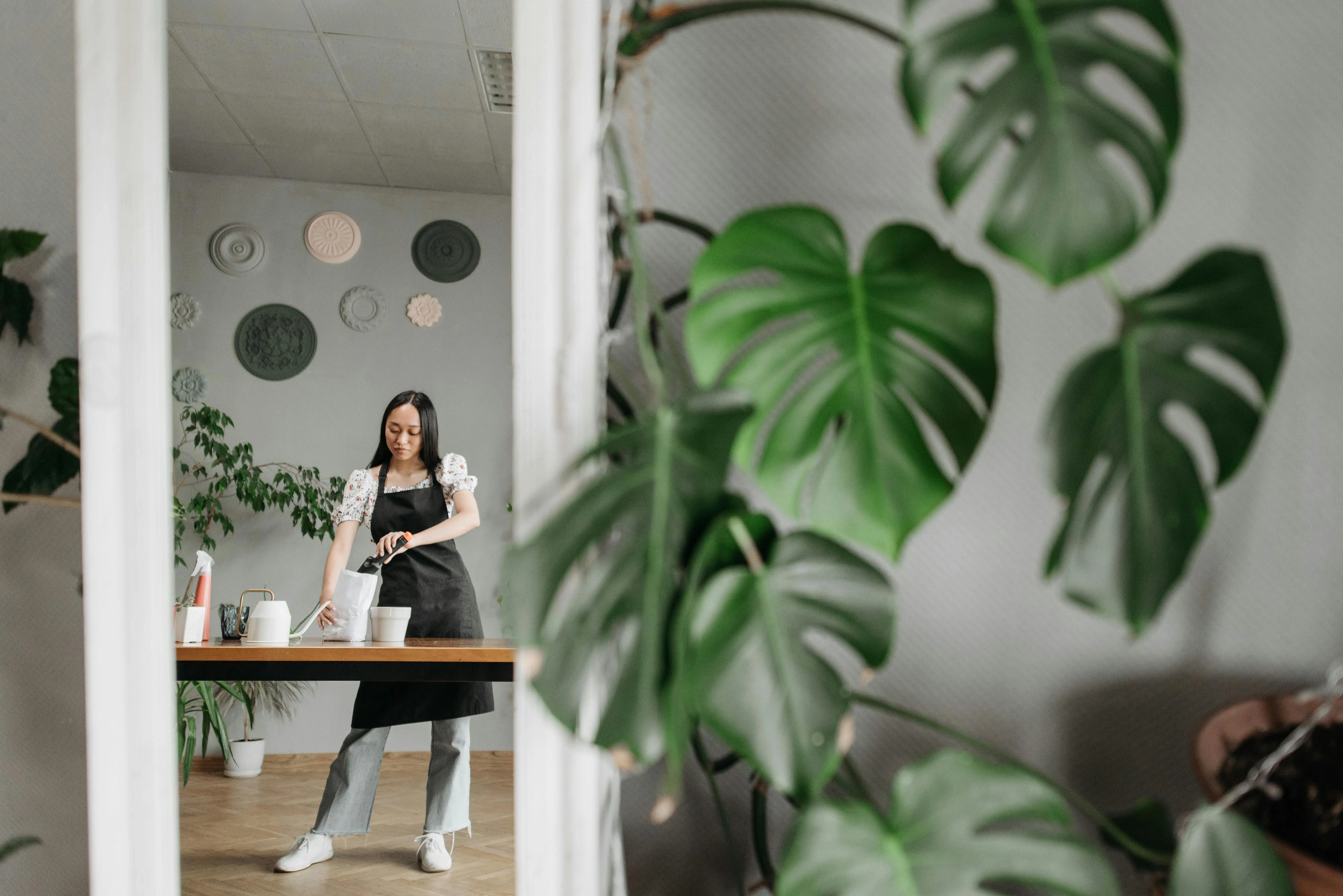 large indoor plants A woman caring for indoor plants, including monstera, in a stylish home environment.