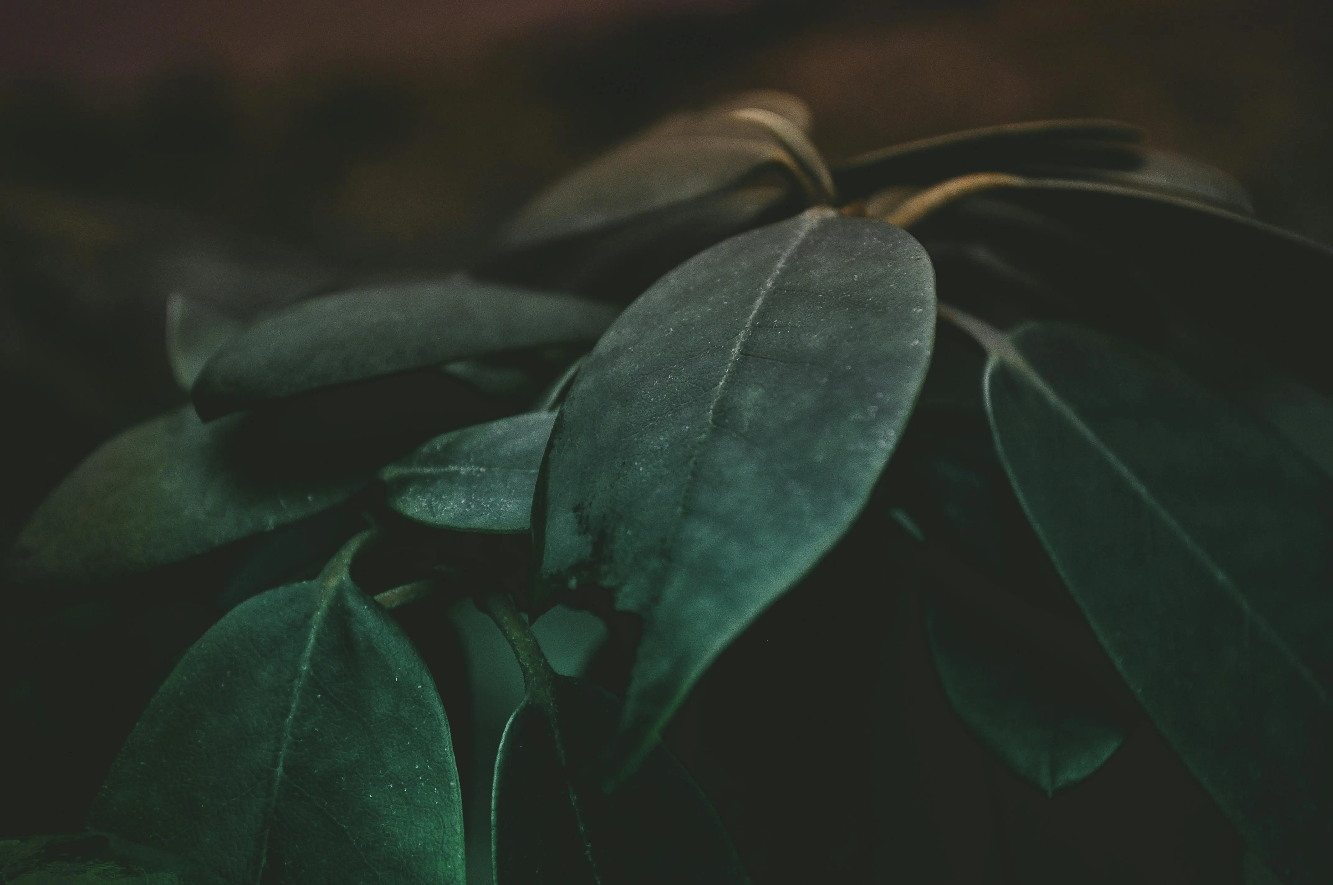 low light plants Close-up of dark green leaves in a moody setting, highlighting natural textures.
