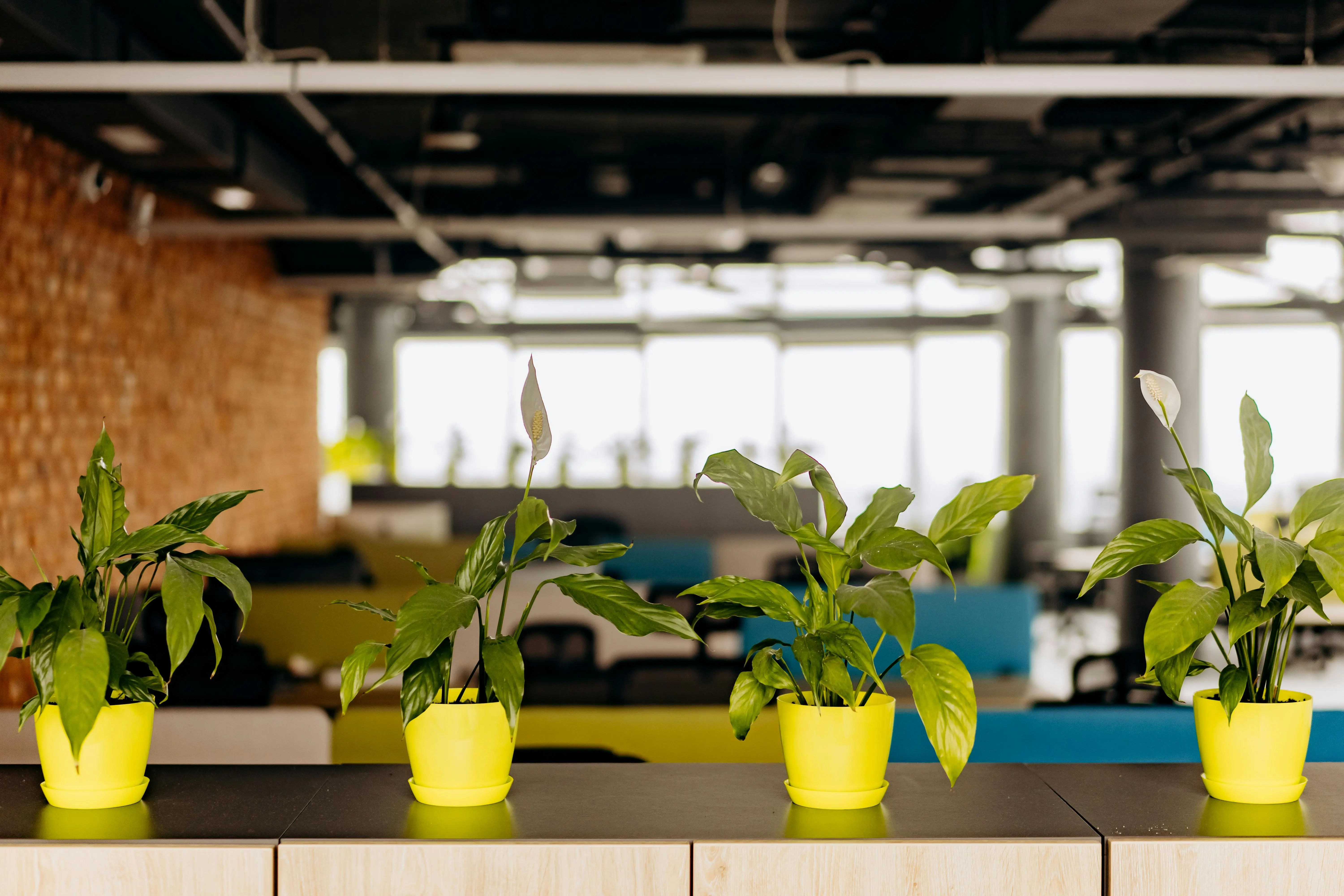 recommended office plants Bright office plants creating a serene workspace atmosphere.