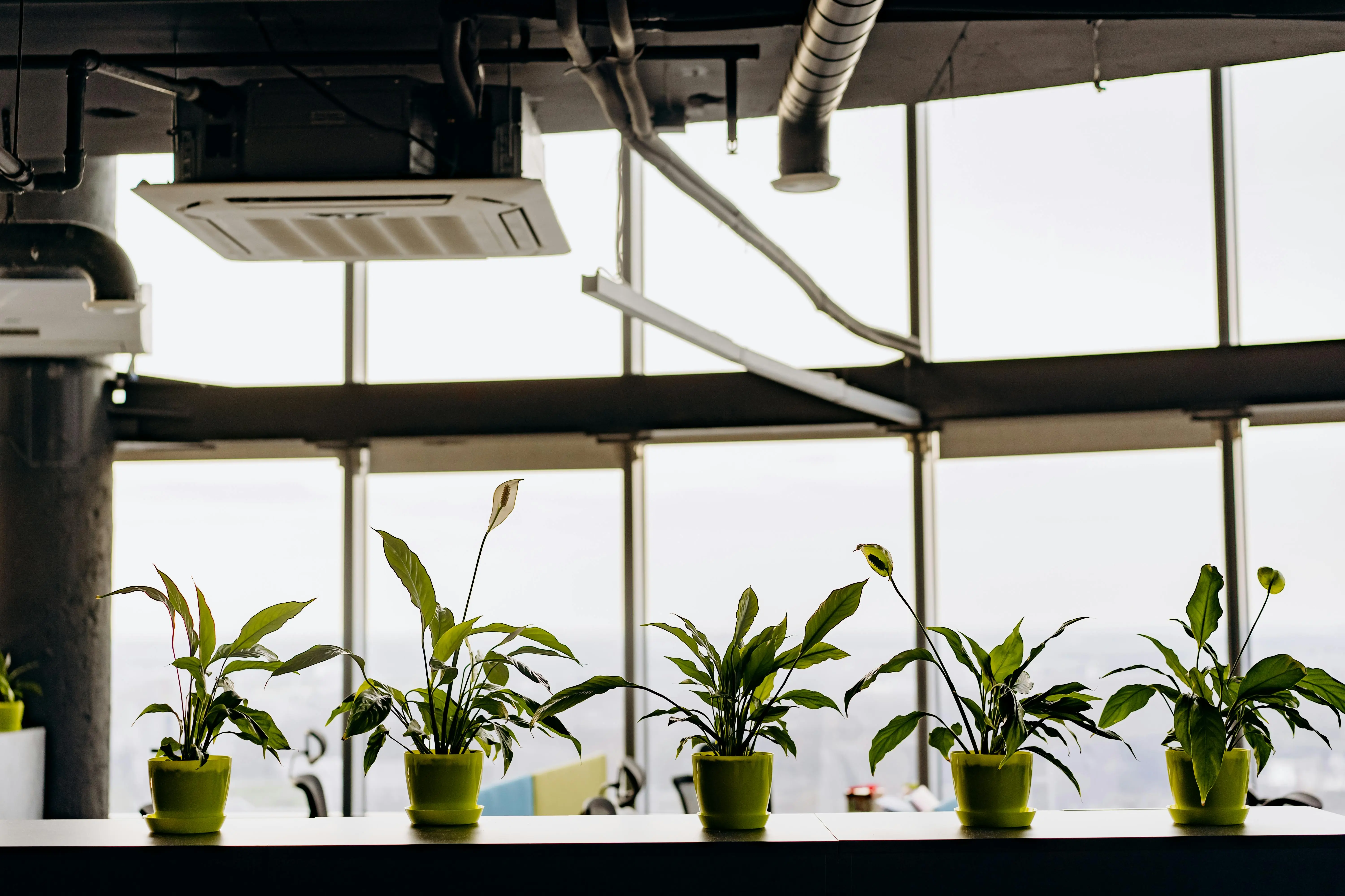 recommended office plants Stylish office interior featuring potted peace lilies with natural light from large glass windows.