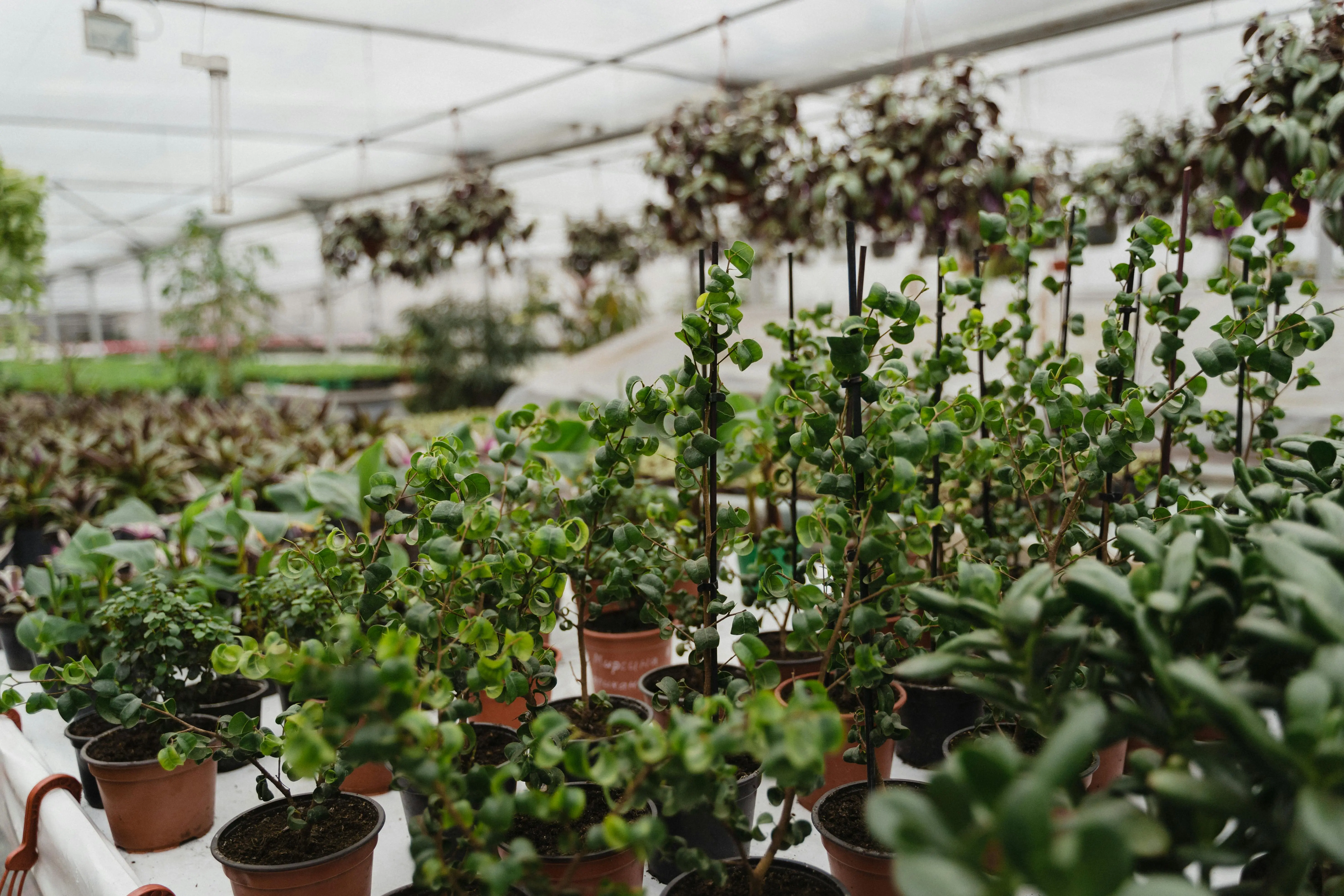 recommended office plants A variety of potted plants thriving in an indoor greenhouse, showcasing lush green foliage.