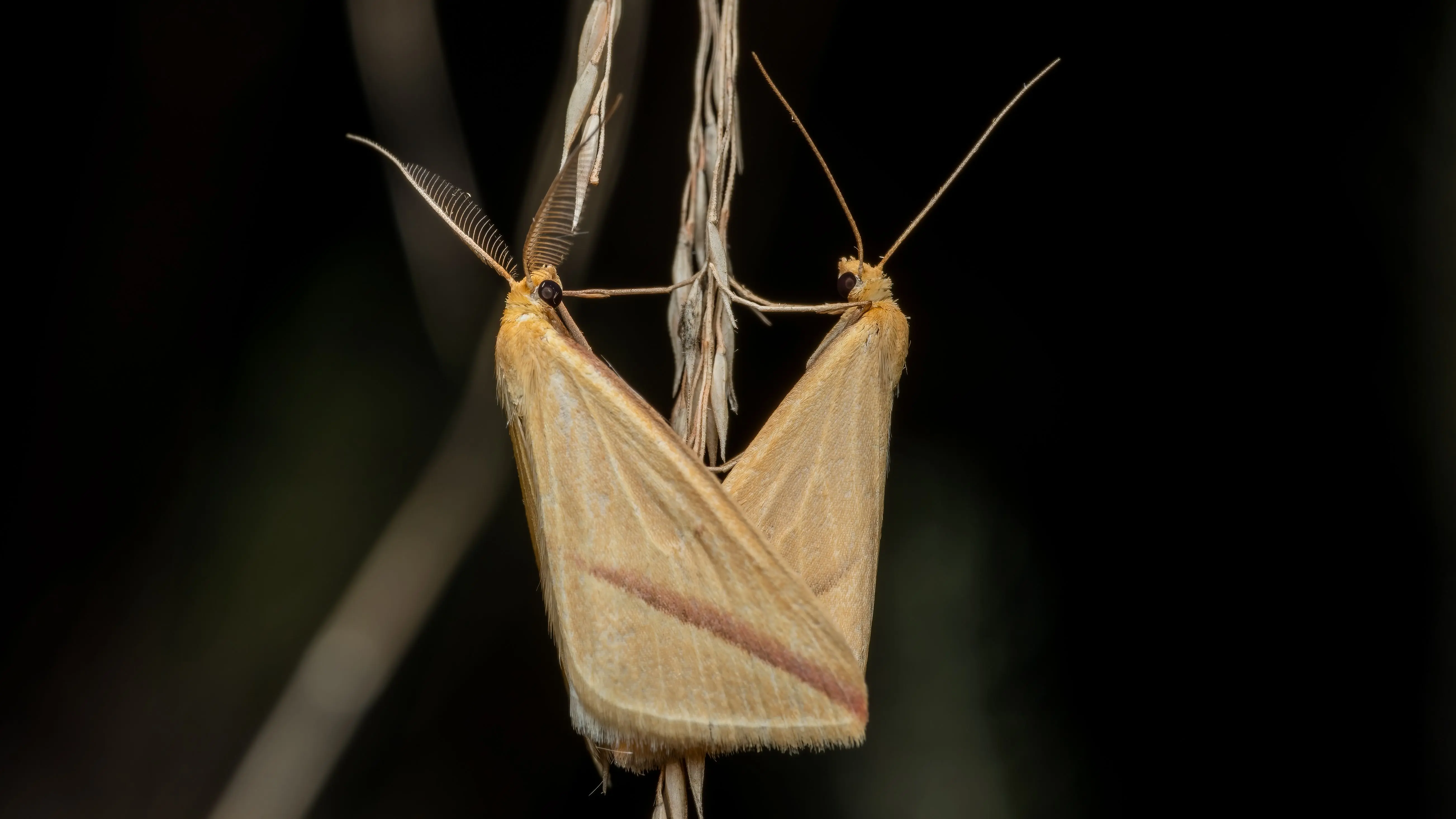 little black bugs in house A detailed macro shot of two moths on a grass stalk, showcasing delicate patterns and textures.