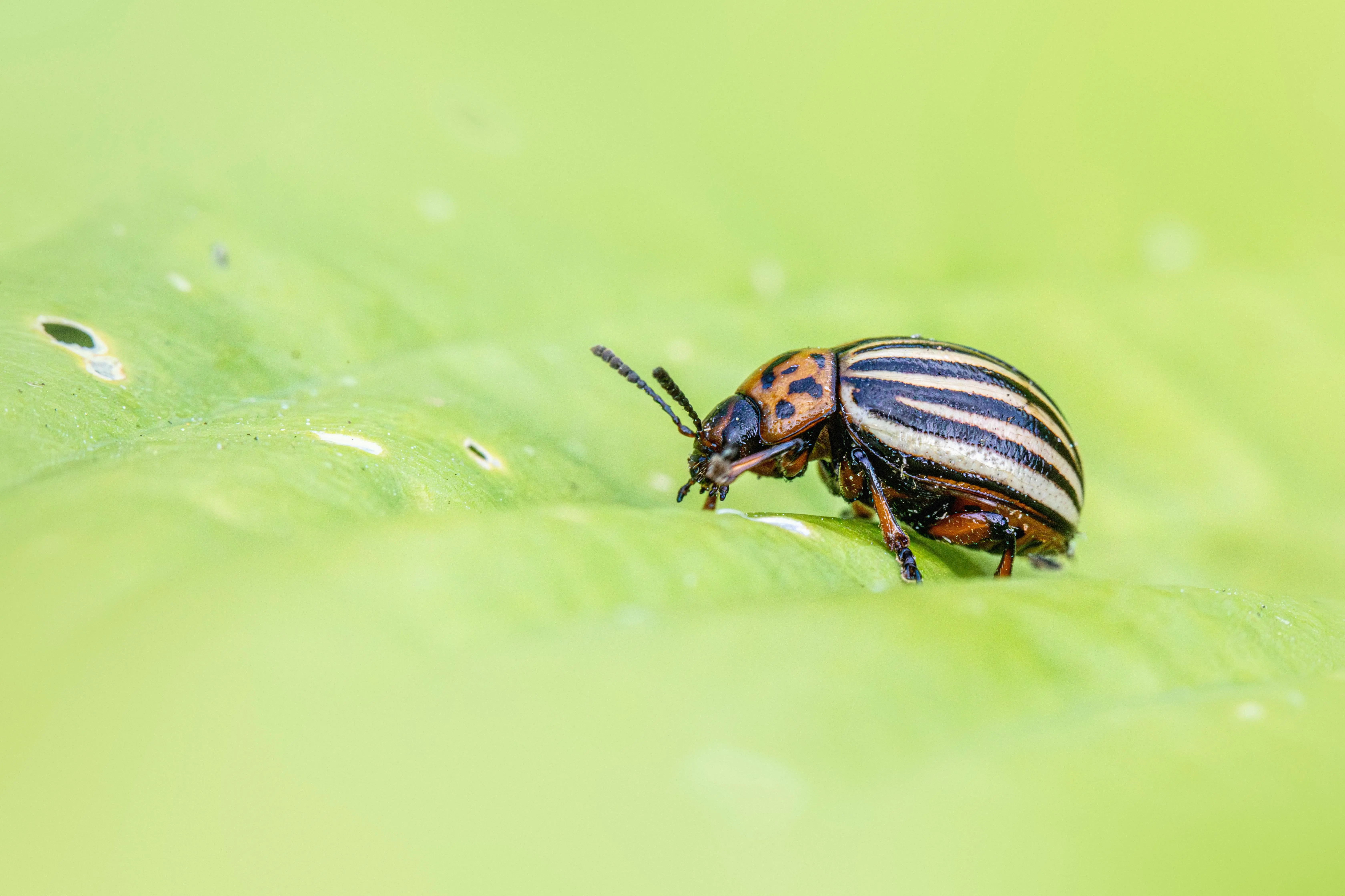 tiny green flying bugs Macro shot of a Colorado potato beetle on a green leaf, highlighting agricultural pests.