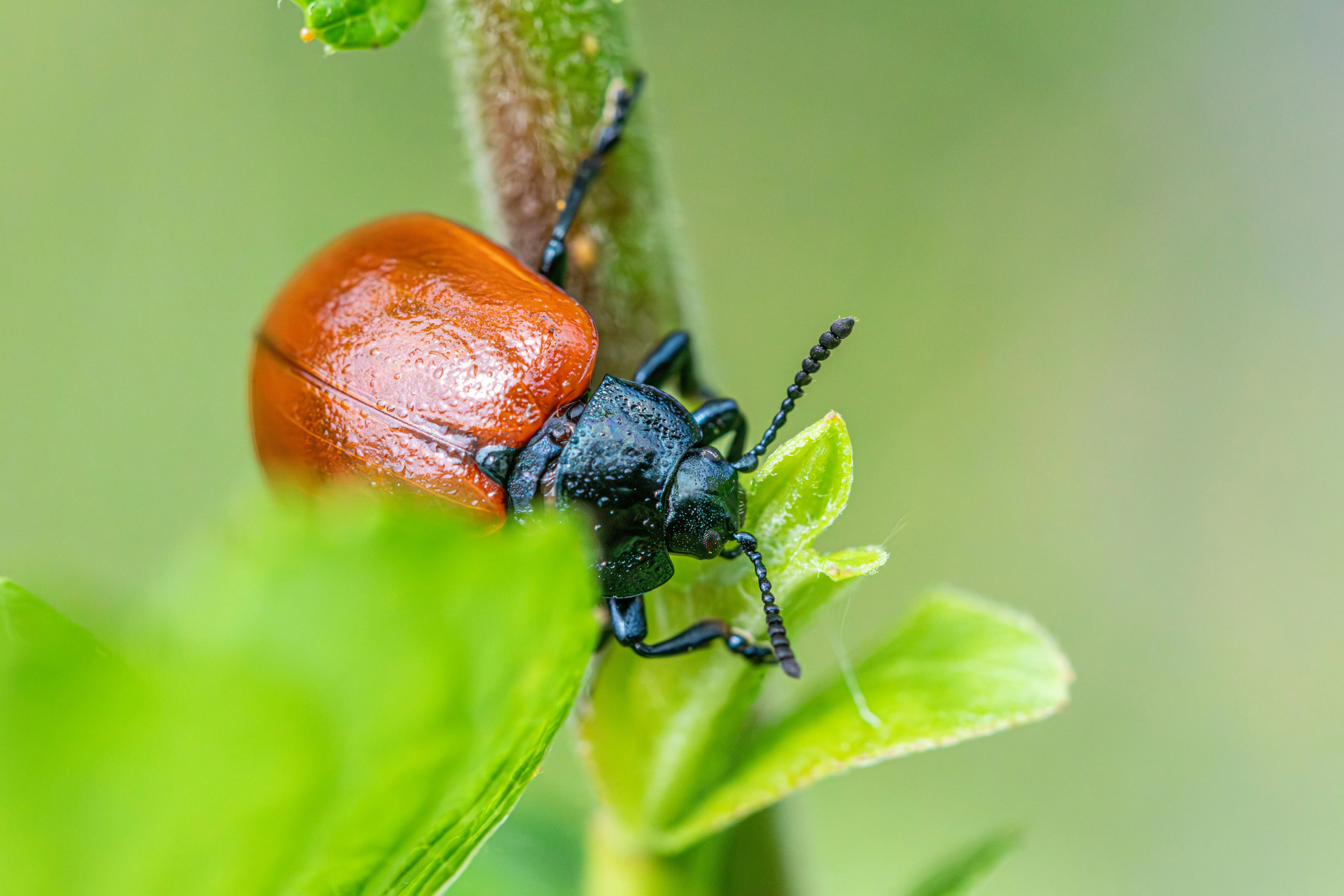 little black bugs in house Close-up of a red poplar leaf beetle (Chrysomela populi) on a vibrant green leaf.