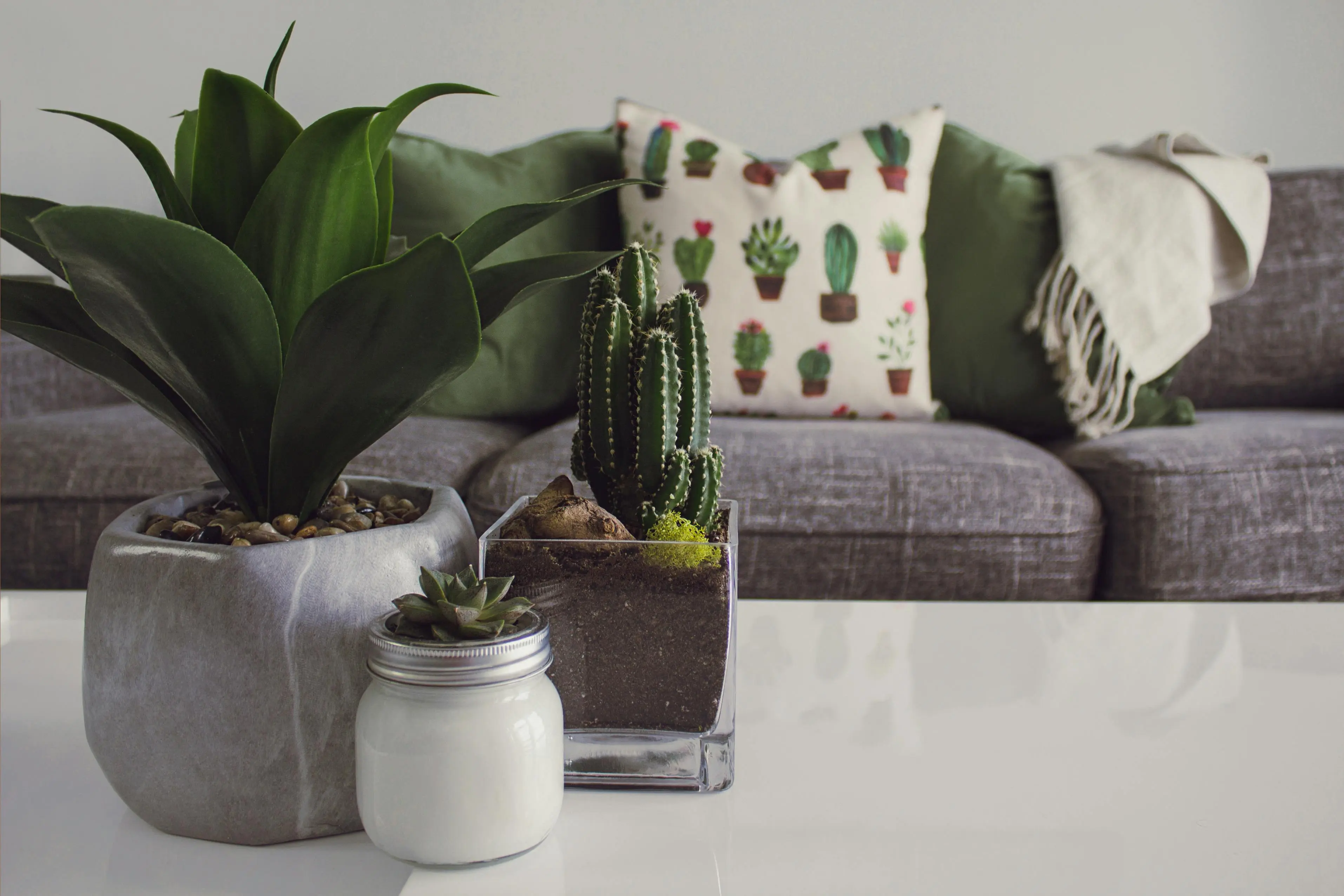 large indoor plants Modern living room featuring potted plants, cactus decor, and a cozy sofa.
