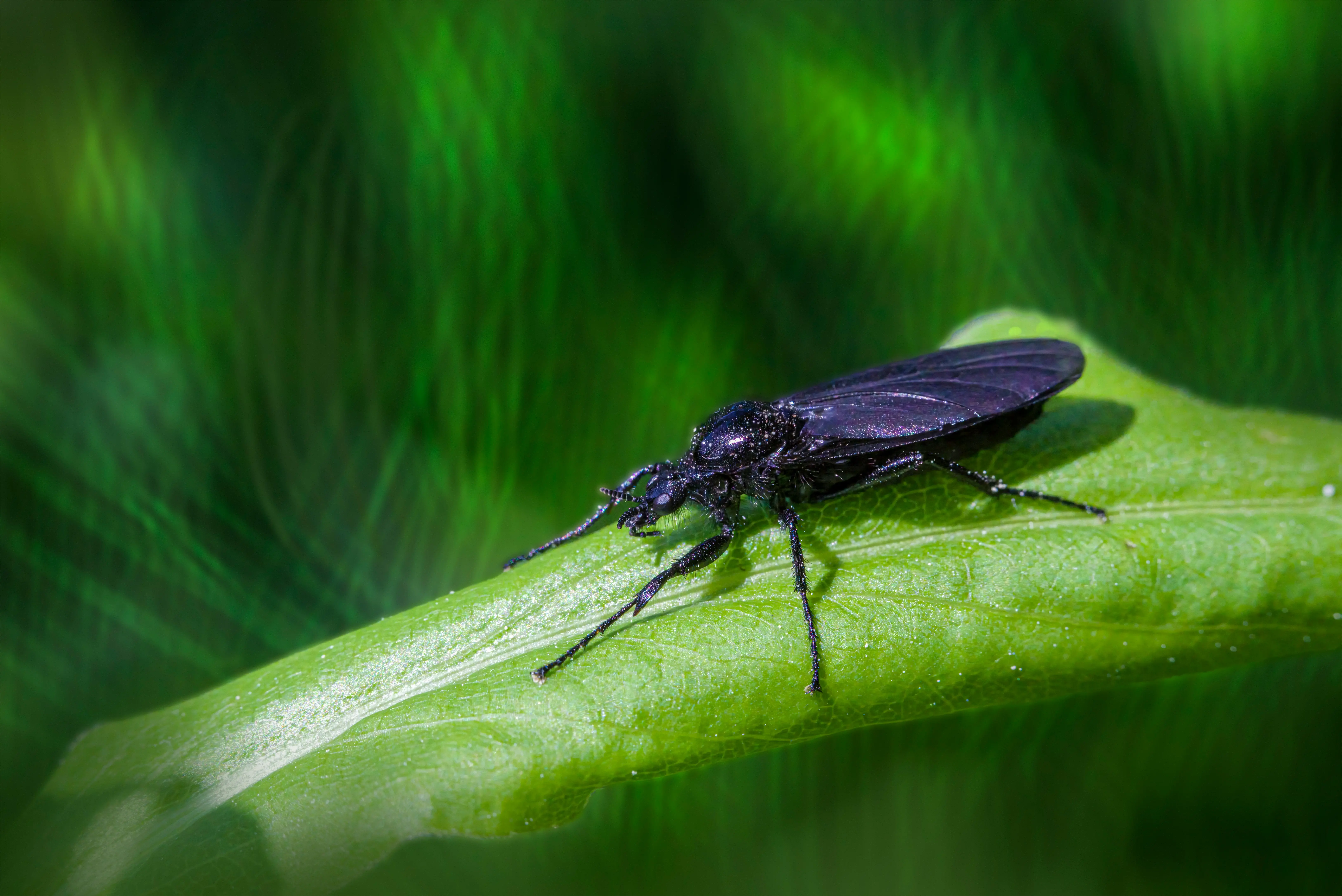 Little Black Bugs : 7 Must-Know Facts for Homeowners