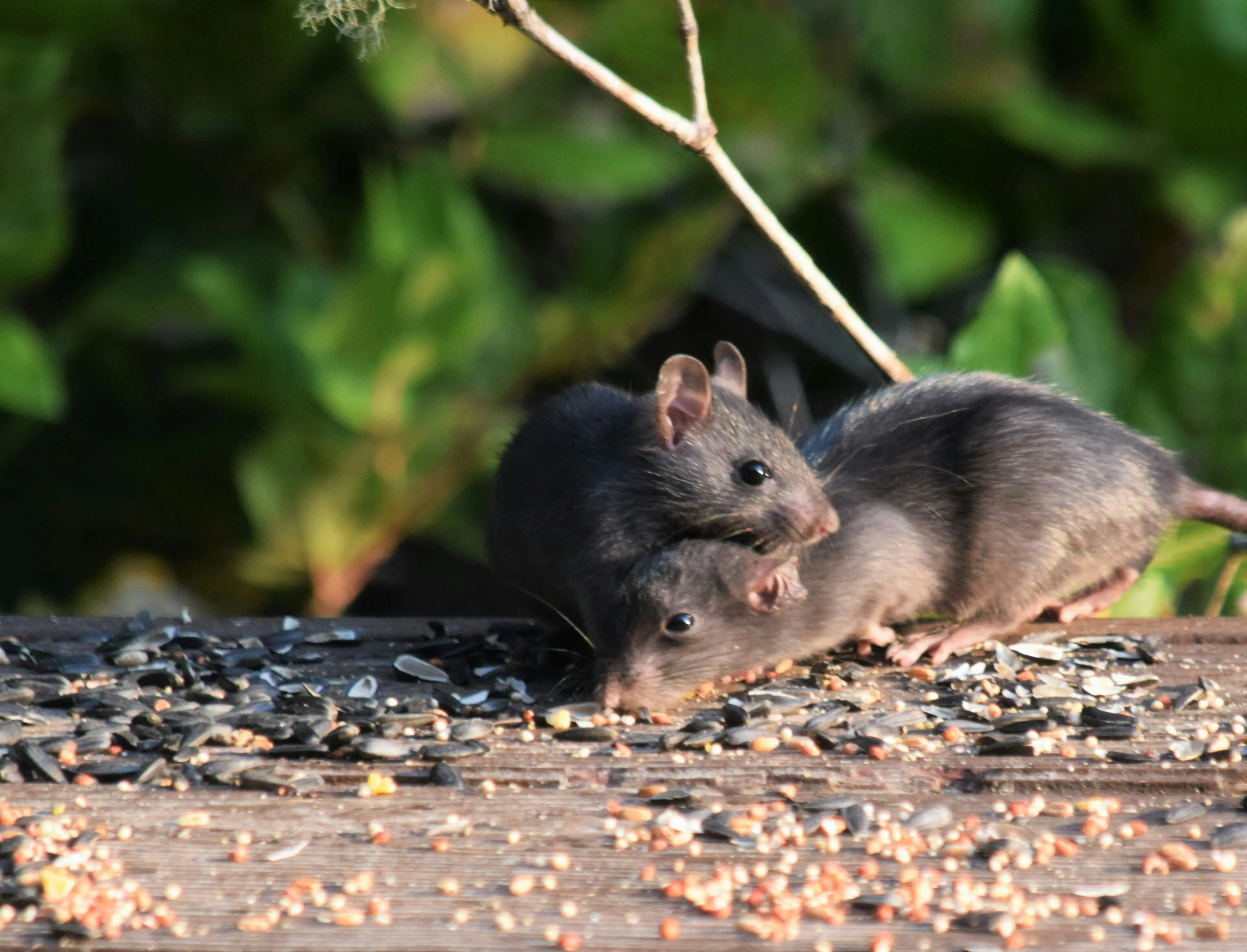 Mouse Bait Stations : 5 Amazing Secrets Revealed !
