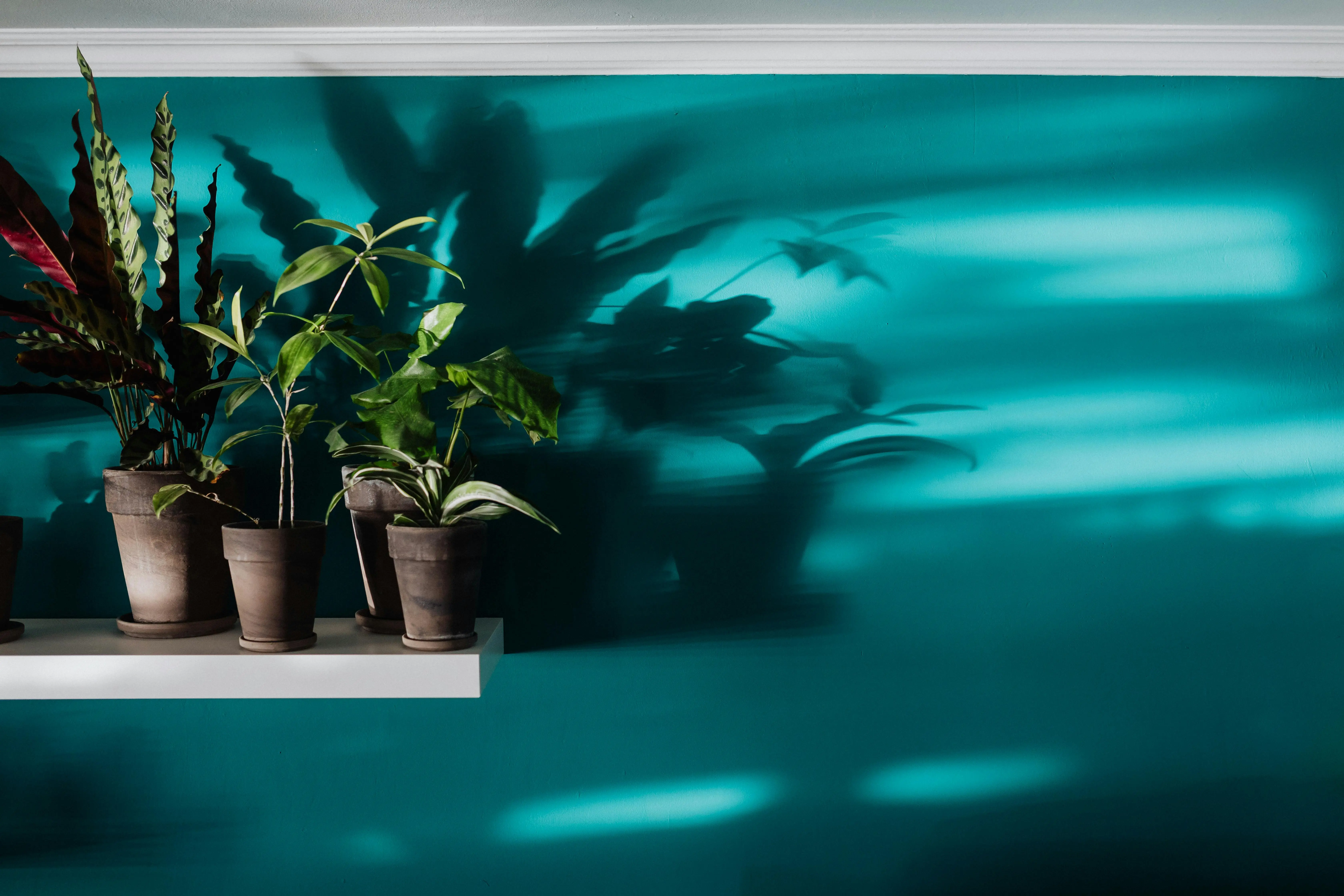 indoor plants minimal light Indoor plants on a shelf casting artistic shadows on a teal wall in natural light ambiance.