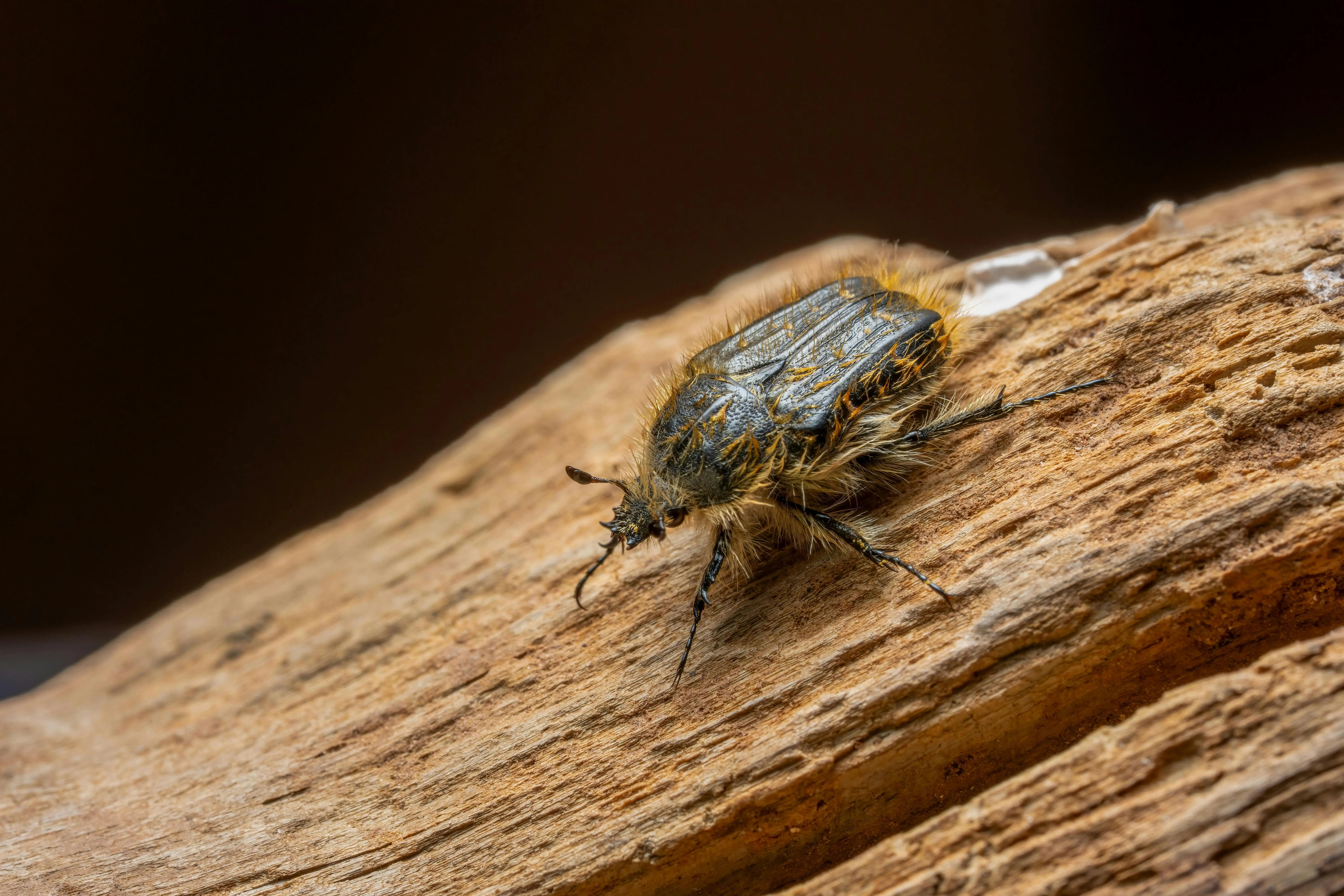 little black bugs Detailed macro image of a hairy beetle on textured wood in Picassent, Spain.