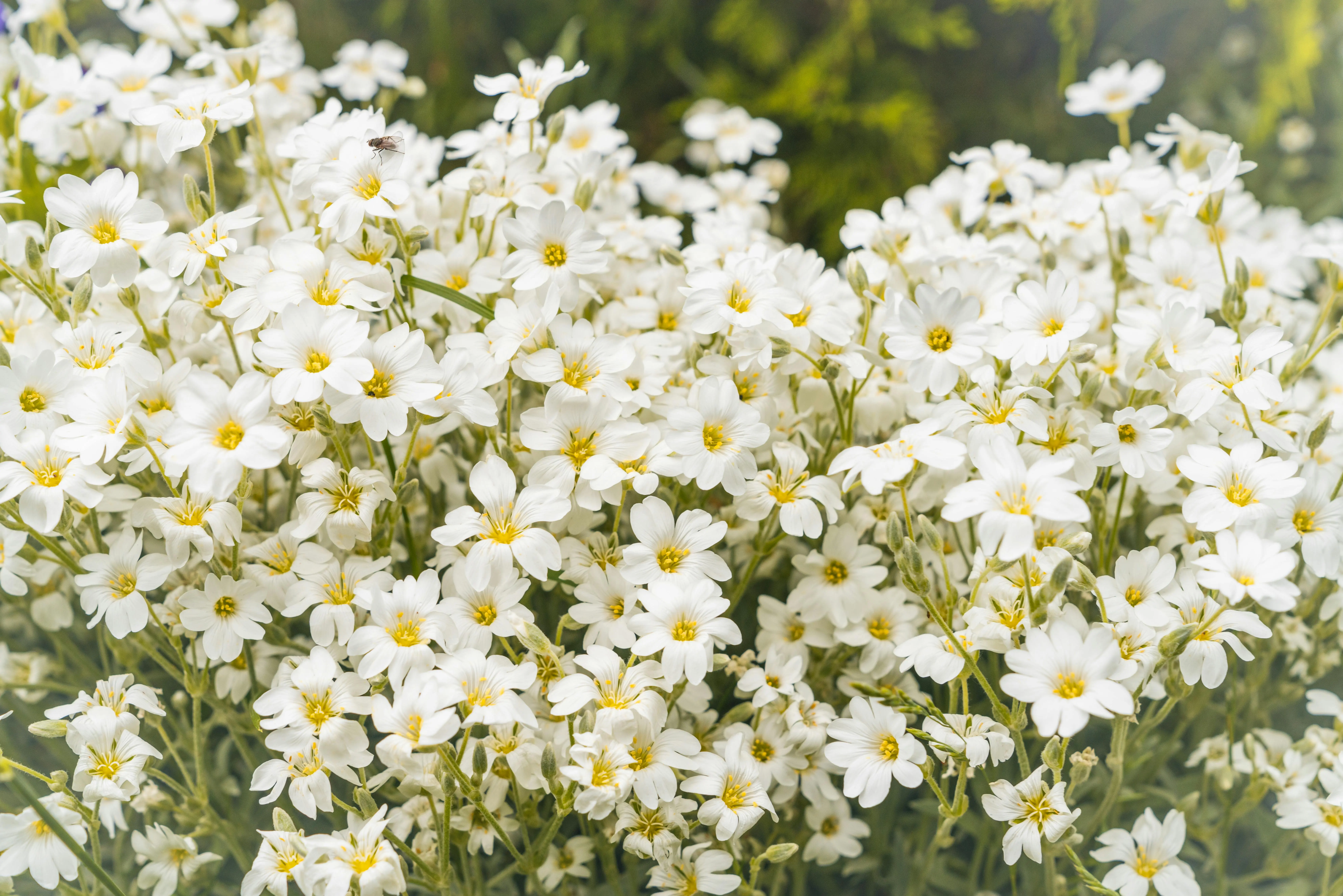 tiny white flowers A stunning display of white snow-in-summer flowers blooming in the garden, creating a serene natural scene.