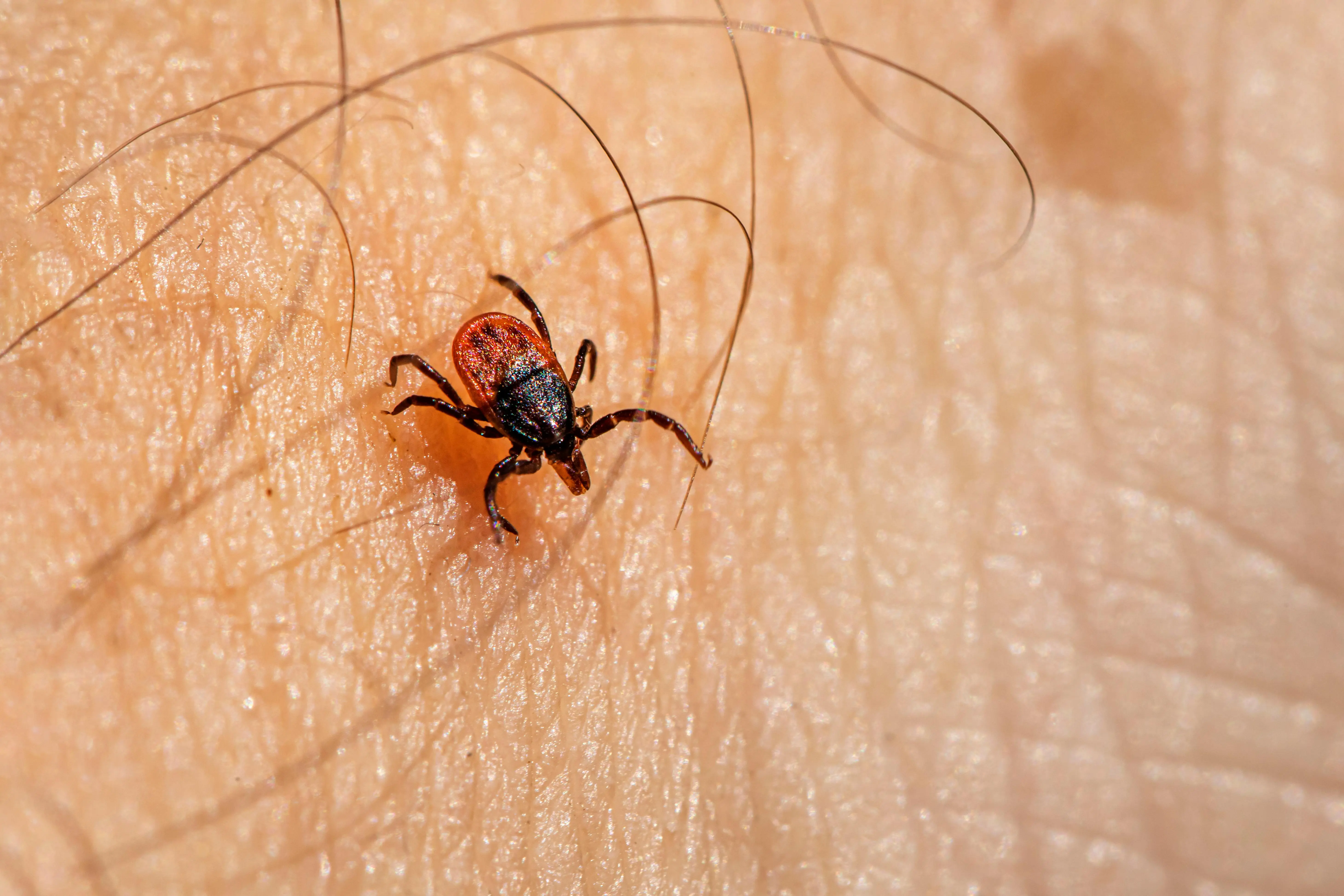 spiders that look like brown recluse Macro image of a castor bean tick crawling on human skin, highlighting parasitic nature.