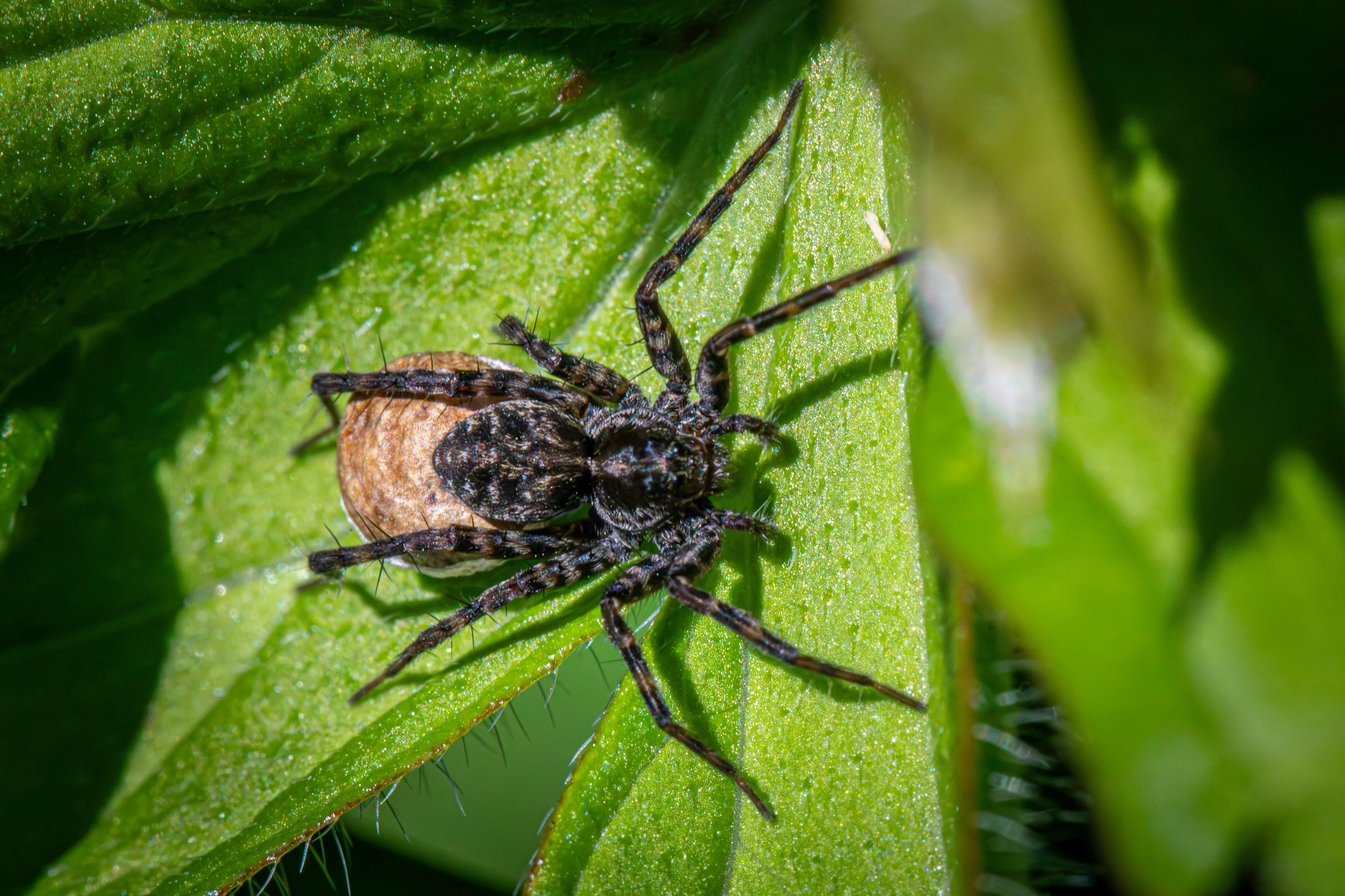 spiders that look like brown recluse Detailed shot of a wolf spider resting on a vibrant green leaf.