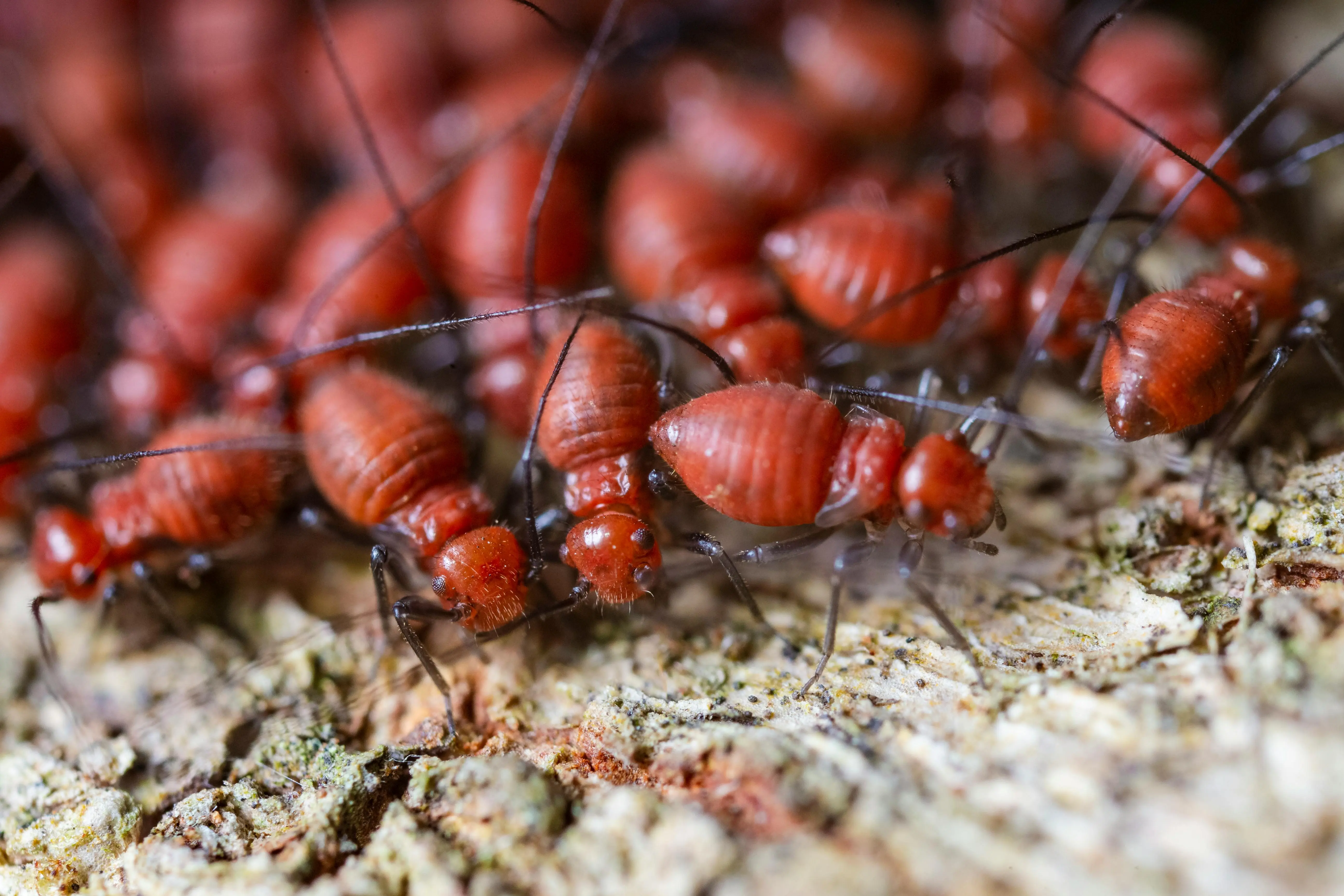 flying bugs that look like termites From above closeup of fearful brown termites with ribbed shells and long antennae exploring shabby surface in zoological garden