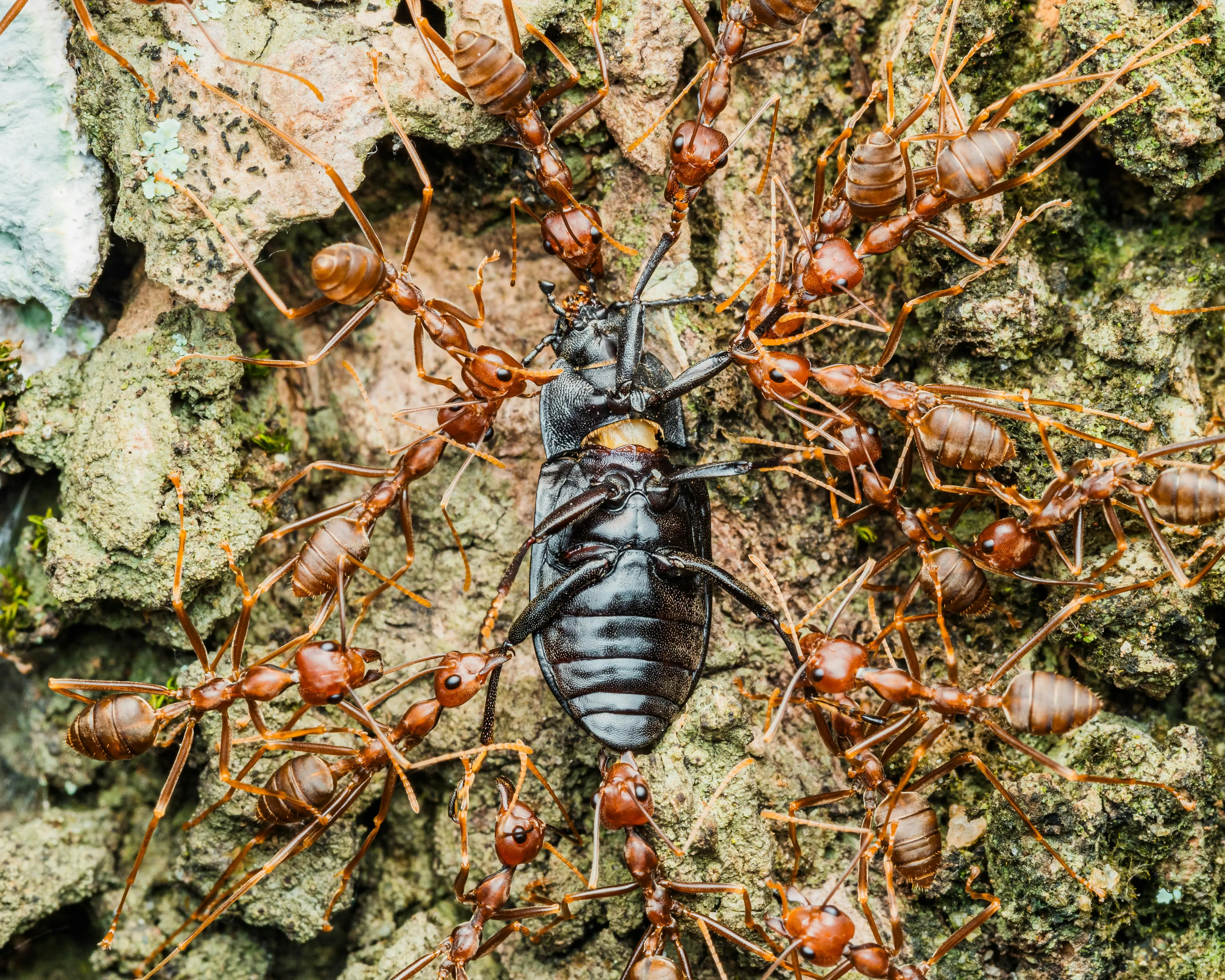 flying bugs that look like termites Close-up of ants attacking a beetle on tree bark in Nigeria. High-detail wildlife photography.