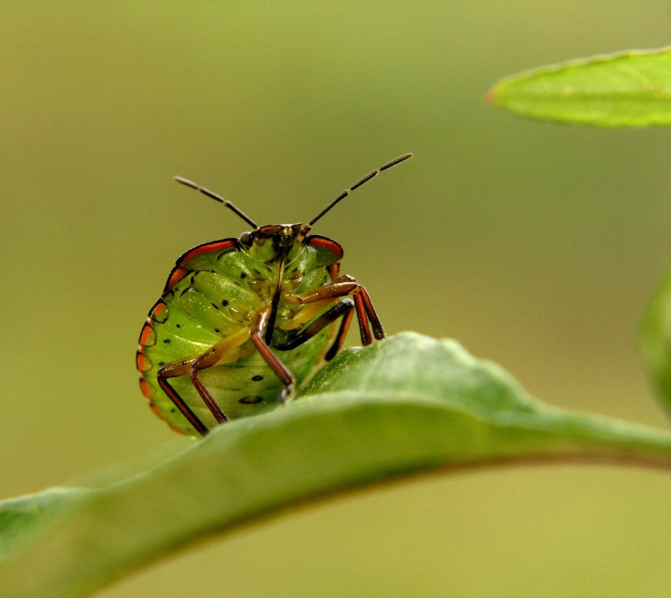 little black bugs in house Detailed macro image of a green stink bug perched on a leaf in its natural habitat.